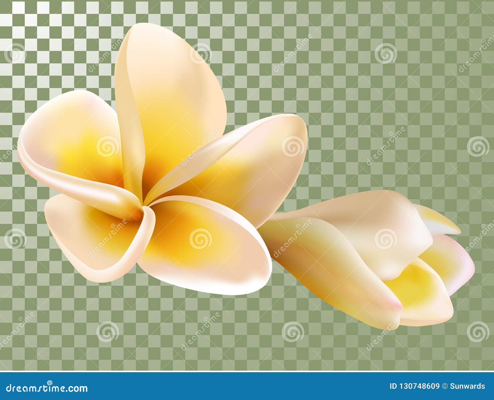Άτιτλος-2. Plumeria ή λουλουδιών και οφθαλμών Frangipani διανυσματική απεικόνιση Υπόβαθρο πλέγματος διαφάνειας Άνθισμα, άνθος δέντρων Καραϊβικό, της Χαβάης τροπικό λουλούδι και bourgeon απομονωμένος, σύμβολο SPA λουλούδι τροπικό