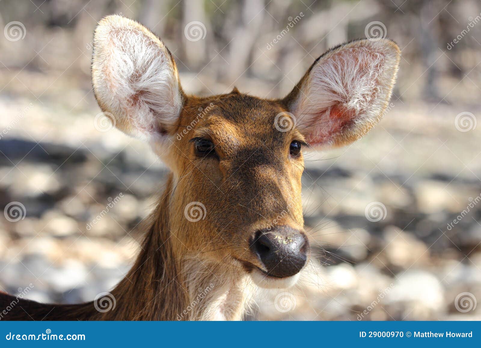 Έλαφος Waterbuck. Στενός ένας επάνω μιας ελάφου ellipsiprymnus Kobus waterbuck