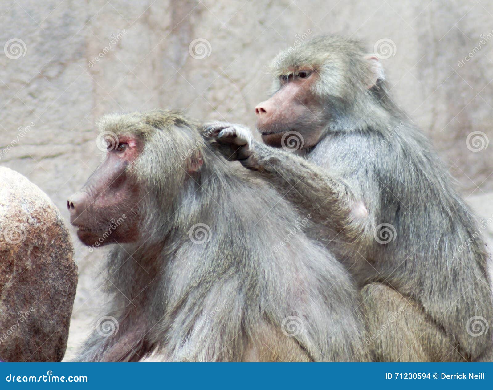 Ένα ζευγάρι Baboons κάθεται τον καλλωπισμό μεταξύ τους. Ένα ζευγάρι Baboons, γένος Papio, κάθεται και εκθέτει τη συμπεριφορά καλλωπισμού