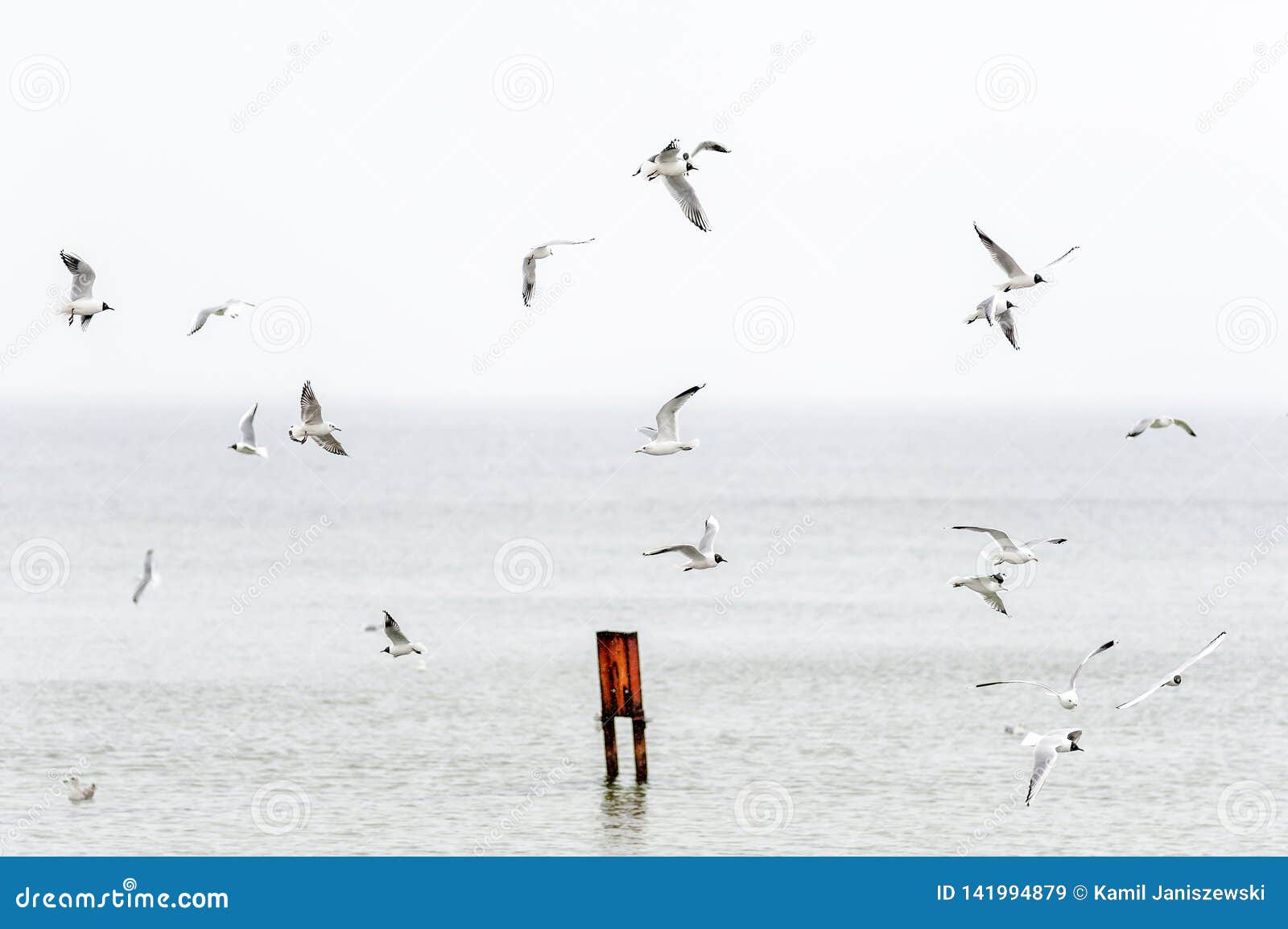 Ένα κοπάδι seagulls που πετούν πέρα από το λιμενικό κόλπο. Διαφορετικά είδη seagulls που πετούν πέρα από τη θάλασσα της Βαλτικής, νεφελώδης ημέρα φθινοπώρου, Πολωνία