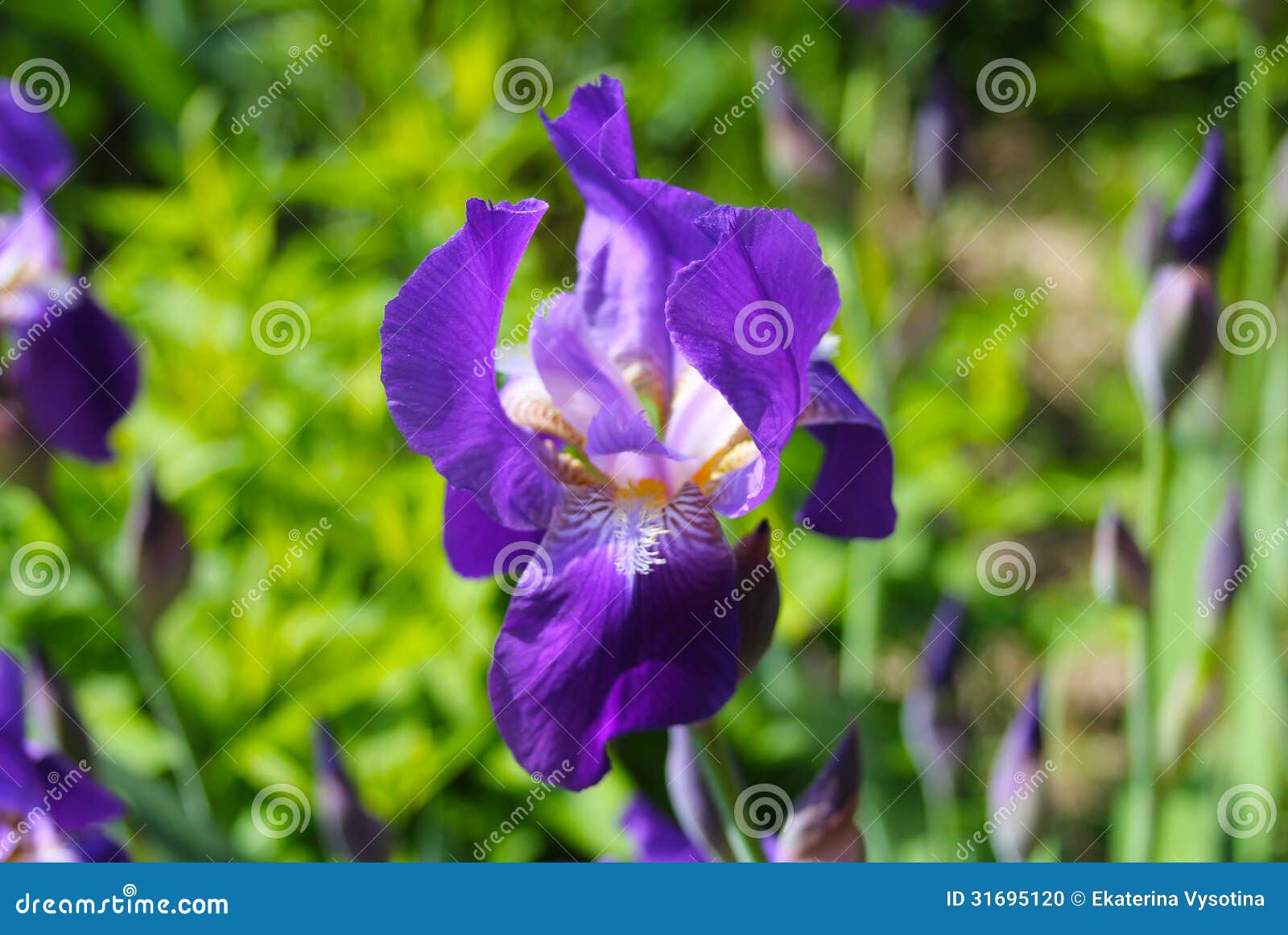 Αίμα Iris (Iris Sanguinea) Iridaceae. Δείτε τις άλλες εργασίες μου στο χαρτοφυλάκιο.