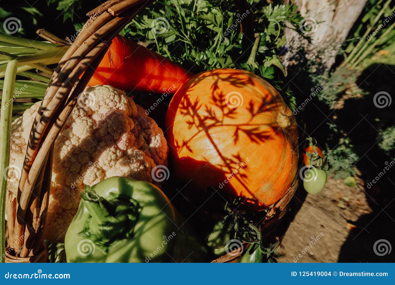 Αγροτικά λαχανικά στο καλάθι Φυτικός φρέσκος κήπος οργανικός