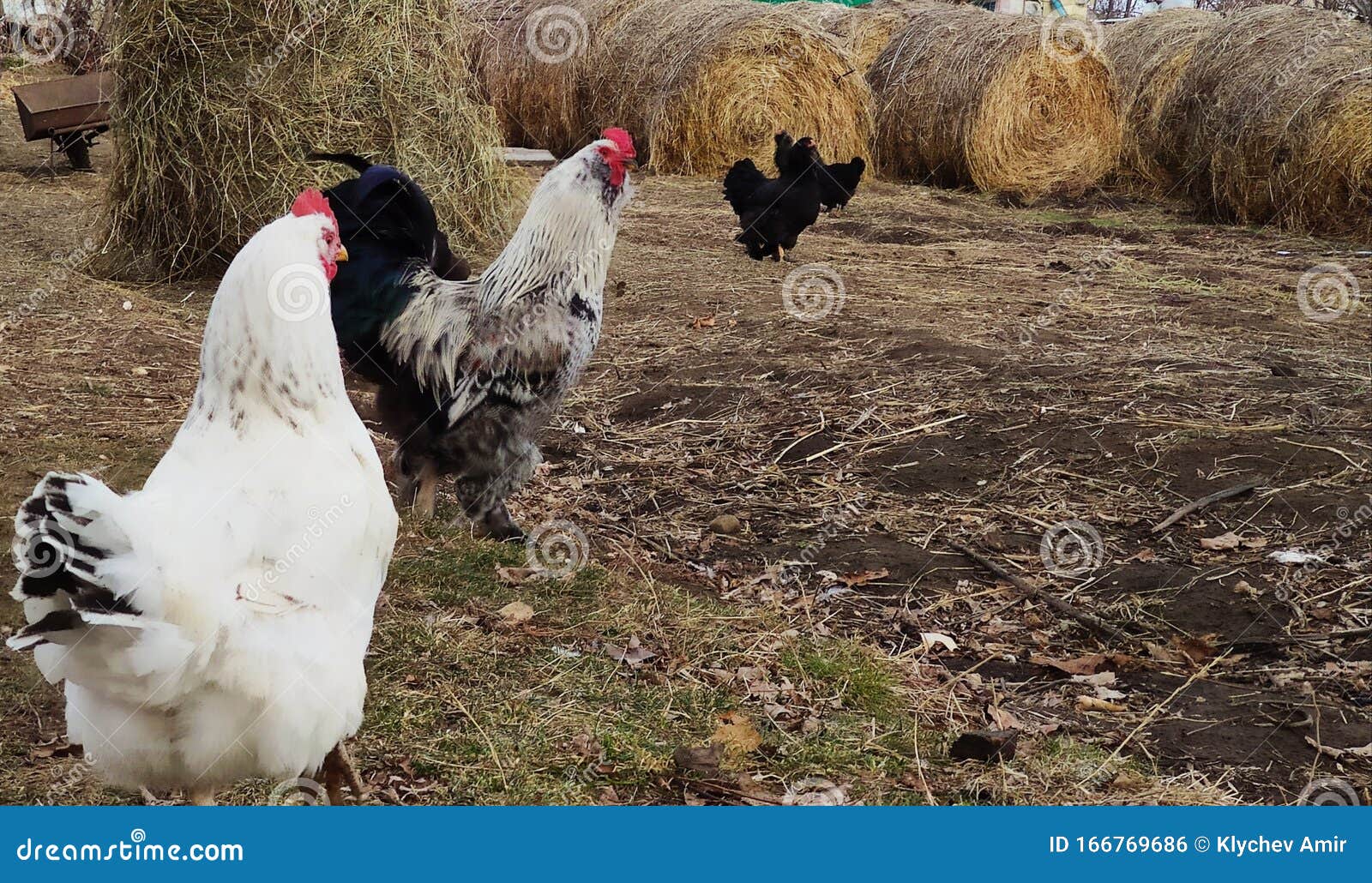 Αγροτική περιοχή: Πουλερικά στο φόντο του Hay Bales. Ο Ρούστερ, ο ιδιοκτήτης της αυλής με τις γκόμενες του.