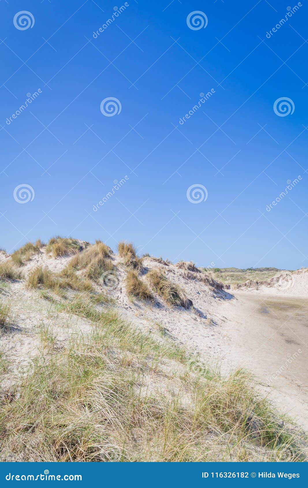 Αμμόλοφοι άμμου wadden ialsnds Netehrlands