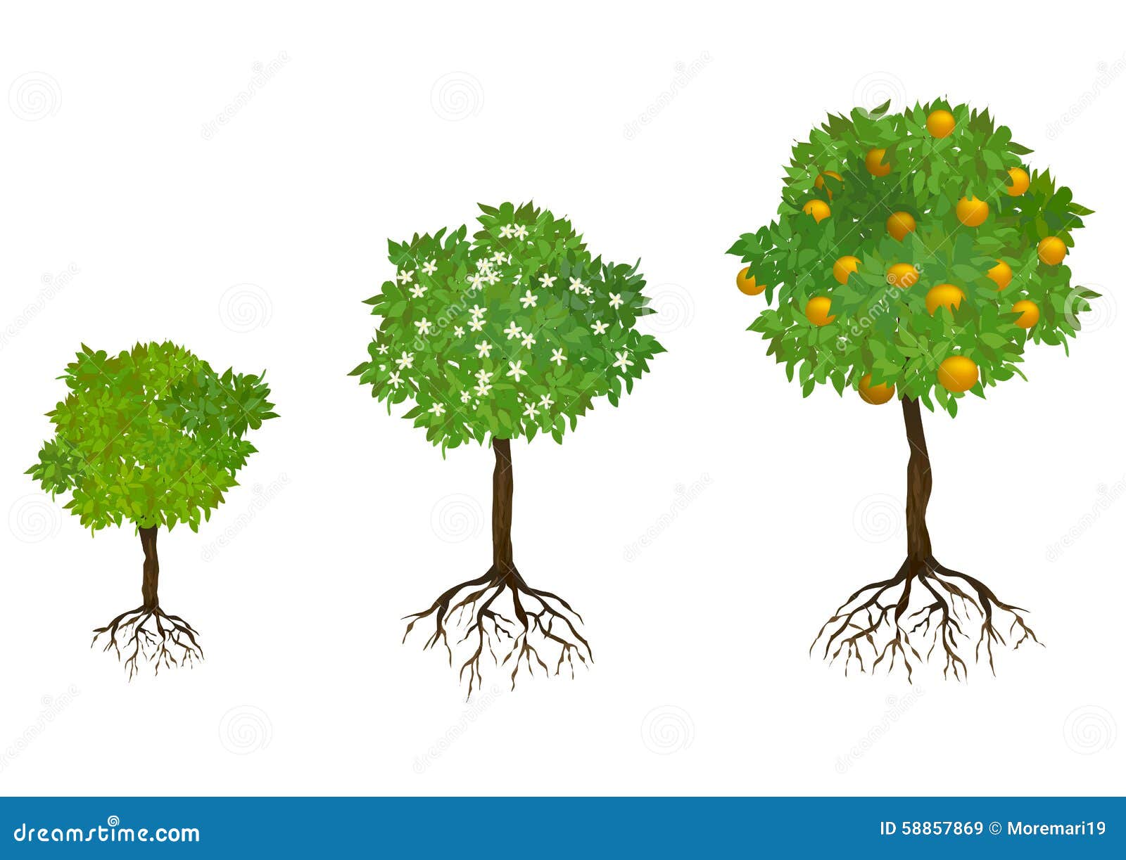 Дерево с корнями и плодами
