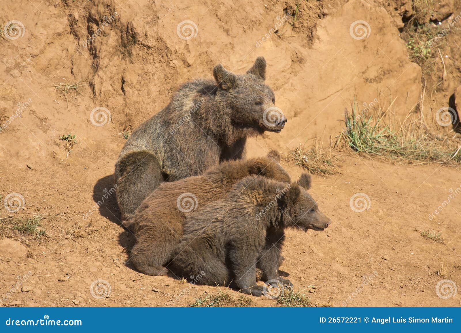 Αντέξτε με δύο cubs της. Η καφετιά άρκτος με τρία cubs της στις άγρια περιοχές.