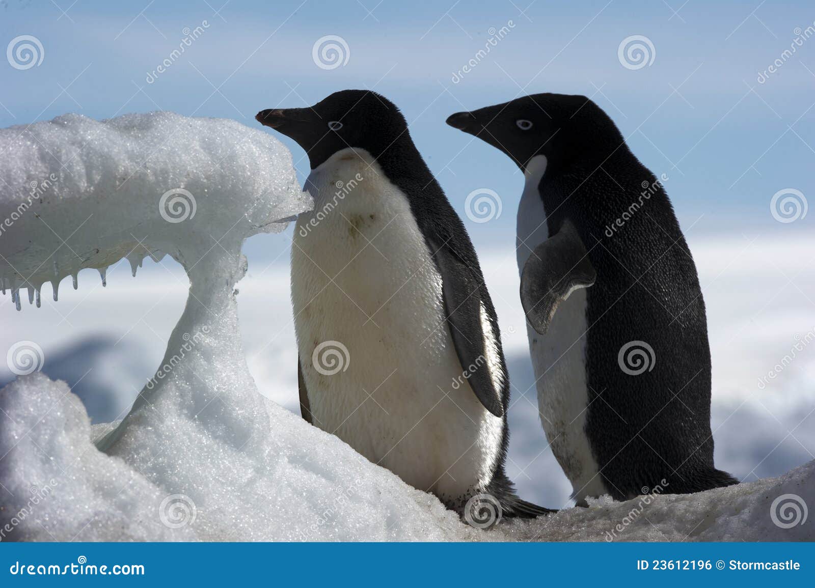 ανταρκτικό penguin s. θάλασσα paulet νησιών πάγου αποικιών της Ανταρκτικής penguins weddell