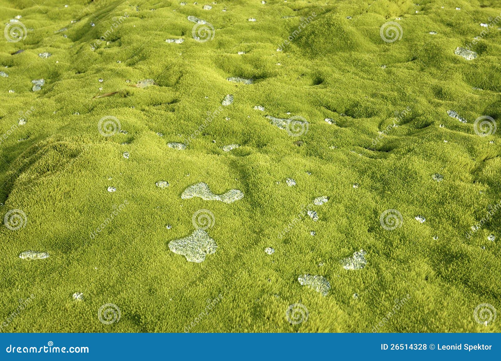 Απελευθερώσεις ύδατος στο πράσινο βρύο. Απελευθερώσεις κρυστάλλου της δροσιάς στον αρκτικό τάπητα βρύου, ορεινή περιοχή της Ισλανδίας.