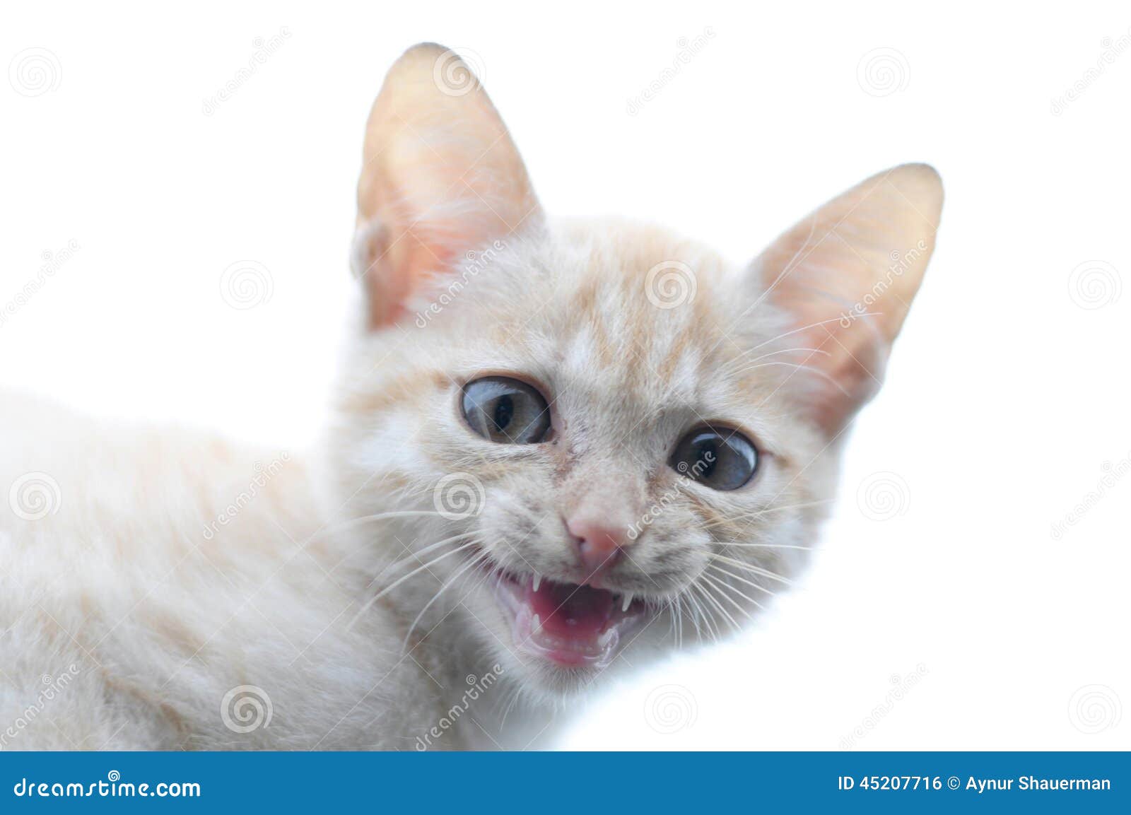 Αρπακτικό πορτρέτου γατών πιπεροριζών. Πορτρέτου γατών πιπεροριζών αρπακτικό