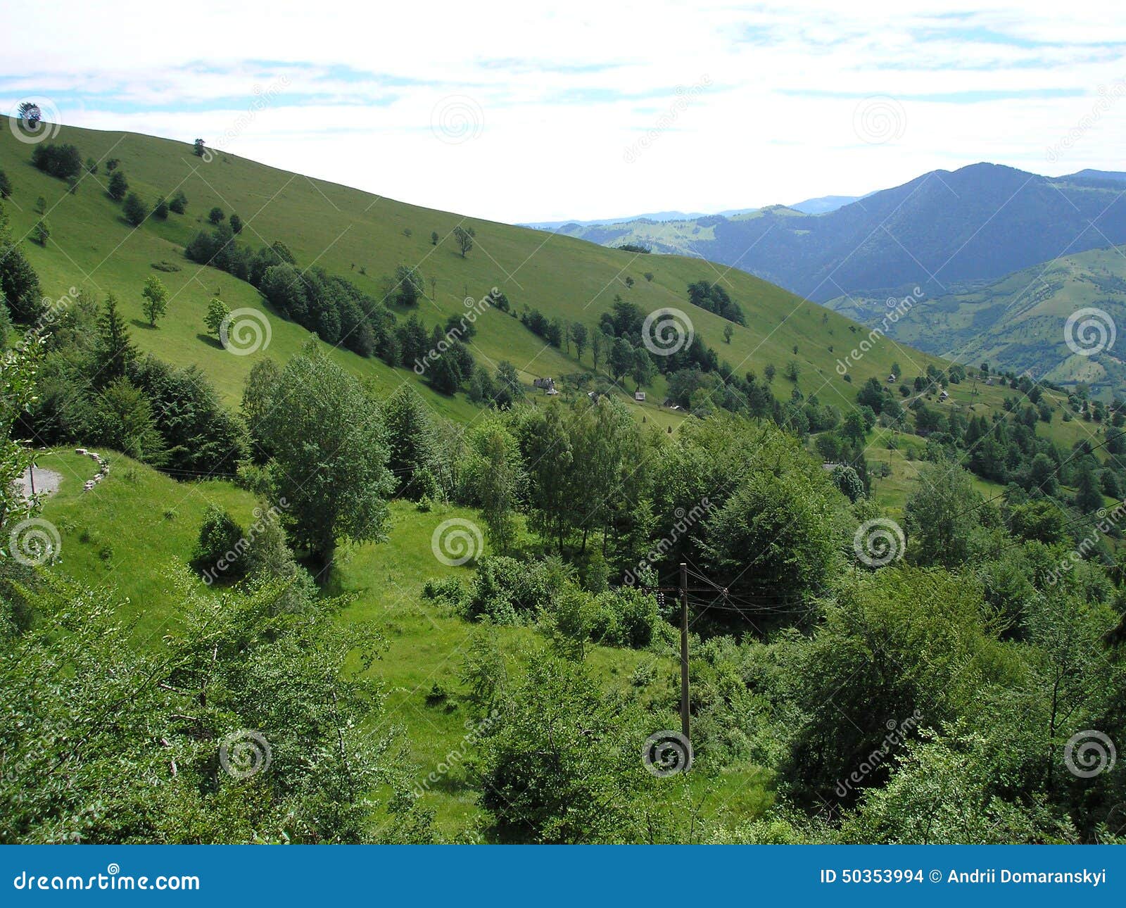 Βουνά ουκρανικά Carpathians. Λουλούδια στα ουκρανικά Καρπάθια βουνά