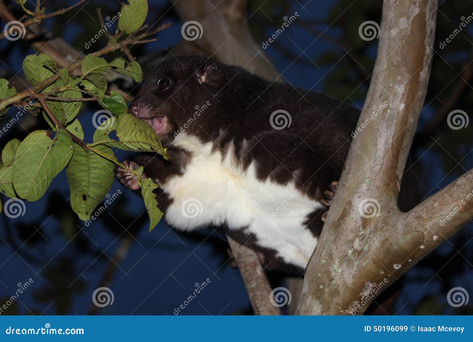 Βουνό Cuscus που τρώει τα φύλλα. Ένα cuscus βουνών στη Παπούα Νέα Γουϊνέα τεντώνει έξω για να αρπάξει μερικά φύλλα που τρώνε