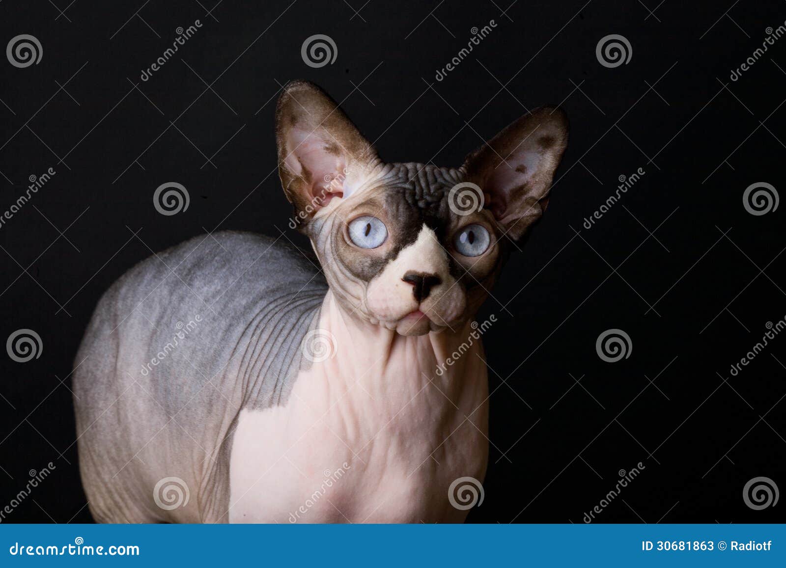 Γάτα Sphynx. Φαλακρή γάτα. Αιγυπτιακή γάτα. Στη φυλή Sphynx γατών φωτογραφιών. καλούνται τις άτριχες γάτες ή αιγυπτιακές γάτες. Εικόνα που λαμβάνεται στο στούντιο σε ένα σκοτεινό υπόβαθρο