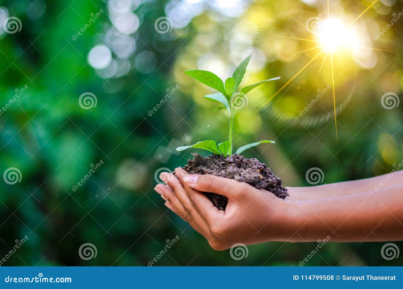 Γήινη ημέρα στα χέρια των δέντρων που αυξάνεται τα σπορόφυτα Bokeh πράσινο δέντρο εκμετάλλευσης χεριών υποβάθρου θηλυκό στο δάσος