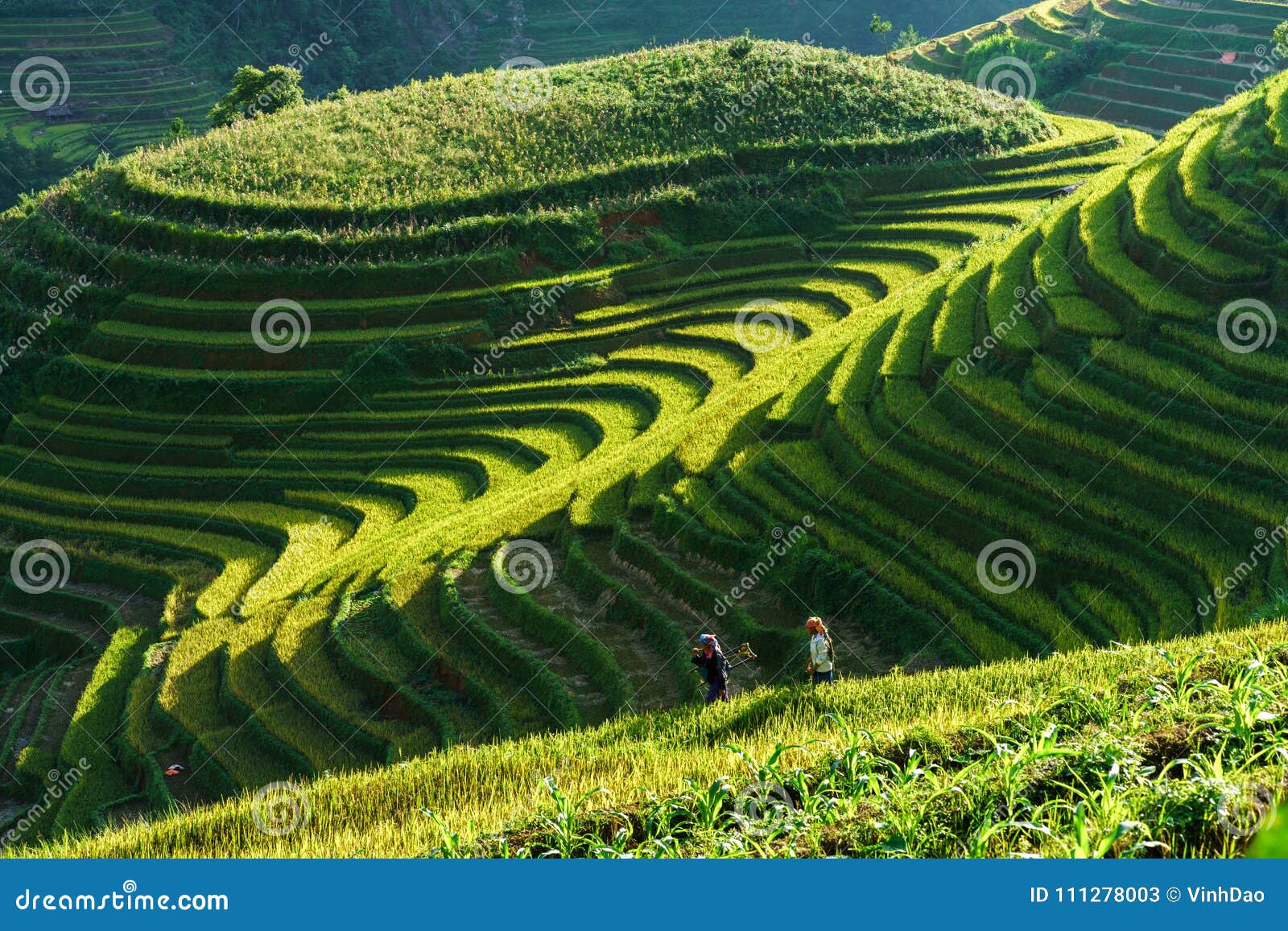 Γεν Bai, Βιετνάμ - 18 Σεπτεμβρίου 2017: Terraced τομέας ρυζιού στην εποχή συγκομιδών με τις γυναίκες εθνικής μειονότητας στον τομέα στη MU Cang Chai, Βιετνάμ