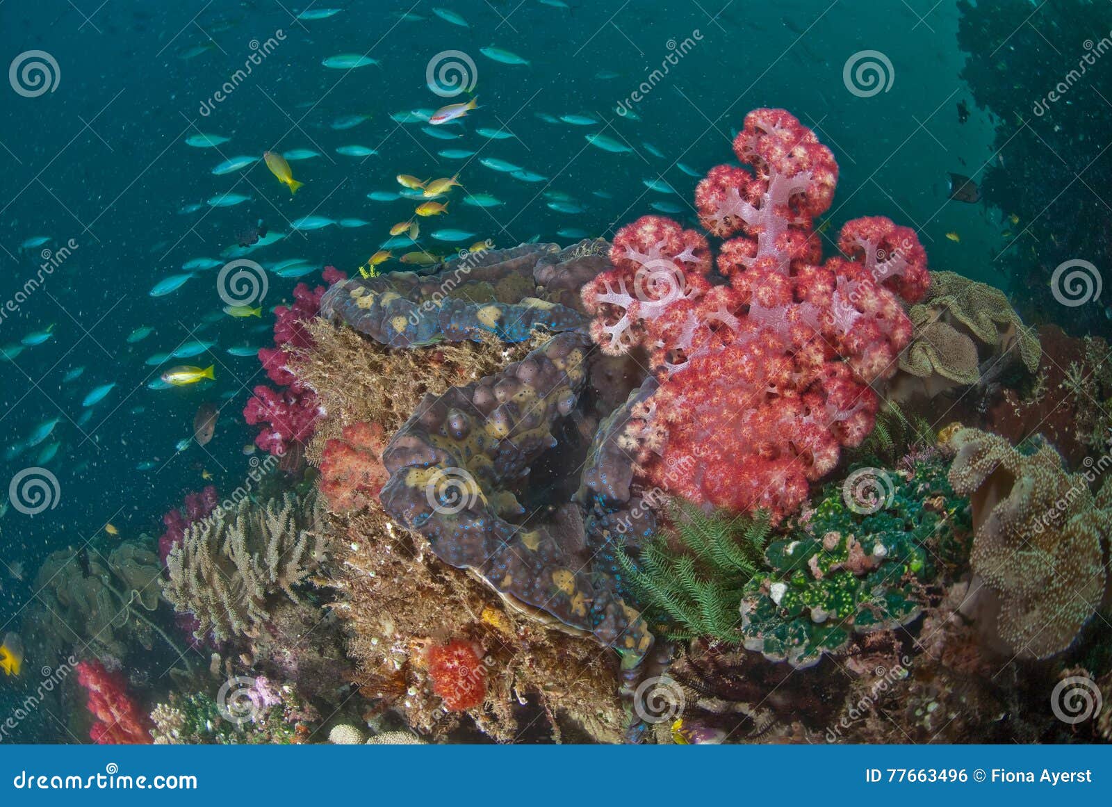 Γενική σκηνή σκοπέλων, Raja Ampat, Ινδονησία. Ένας σκόπελος στο σύνολο της Ινδονησίας των όμορφων λαμπρά χρωματισμένων κοραλλιών, που περιβάλλονται από τα μικρά μπλε και κίτρινα ψάρια