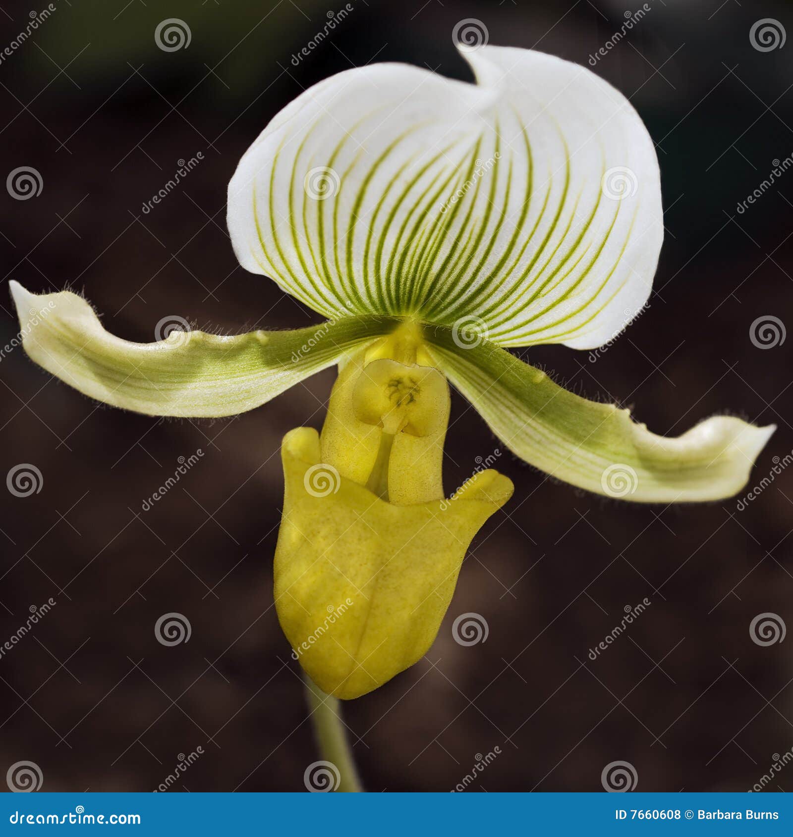γυναικείο orchid s παντόφλα. το ετήσιο εξωτικό γυναικείο orchid εικόνας paphiopedilum s εμφανίζει παντόφλα που λαμβάνεται κίτρινη