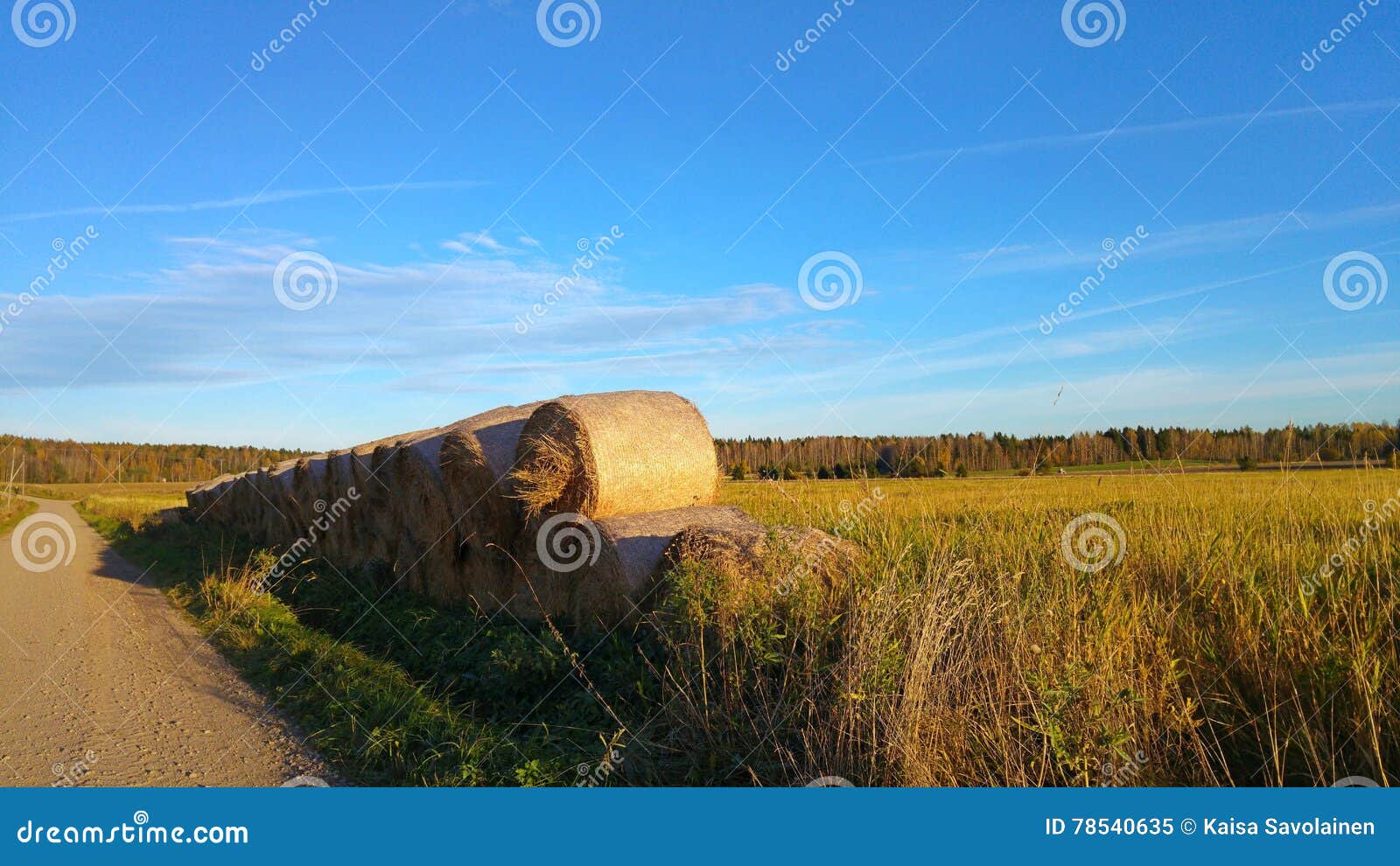 Δέματα αγροτικό hayfield. Δέματα σανού δίπλα στο δρόμο στους ηλιόλουστους αγροτικούς τομείς με το μπλε ουρανό στην επαρχία στη Φινλανδία