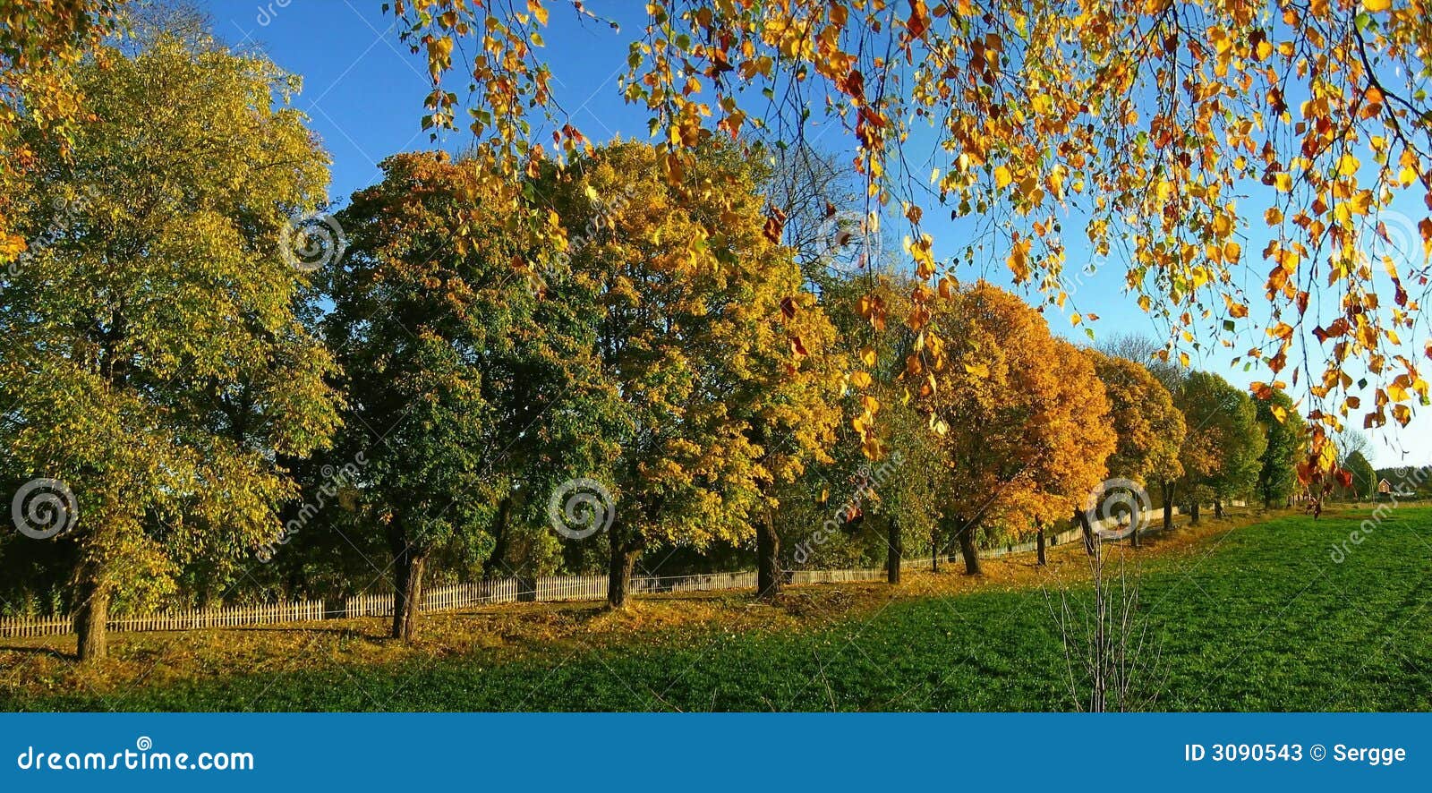 δέντρα φθινοπώρου. δέντρα χρώματος φθινοπώρου κίτρινα