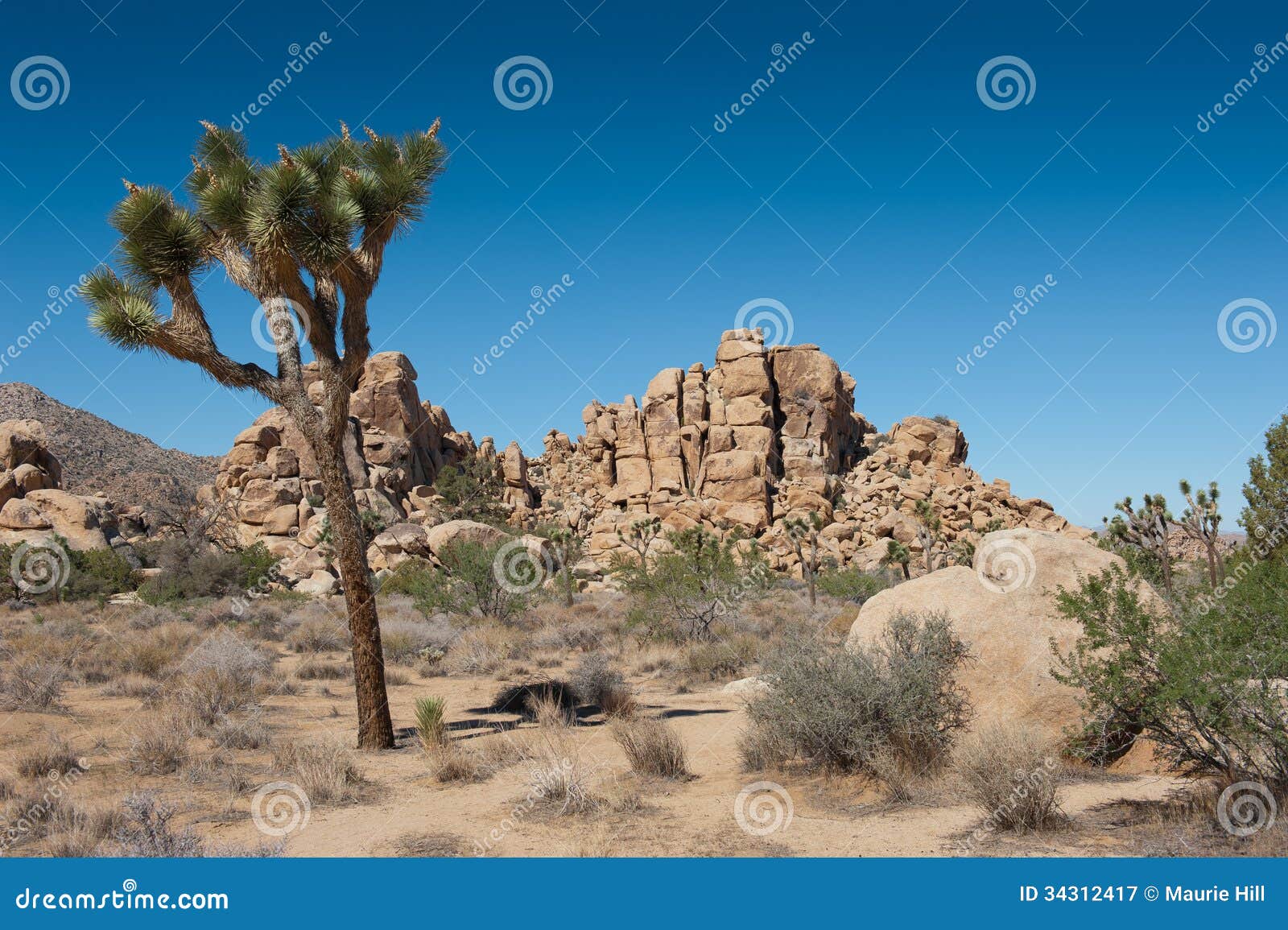 Δέντρο του Joshua. Κράτη μέλη - Το εικονικό δέντρο yucca του εθνικού πάρκου δέντρων του Joshua.  Σύνολο στην έρημο νότιας Καλιφόρνιας