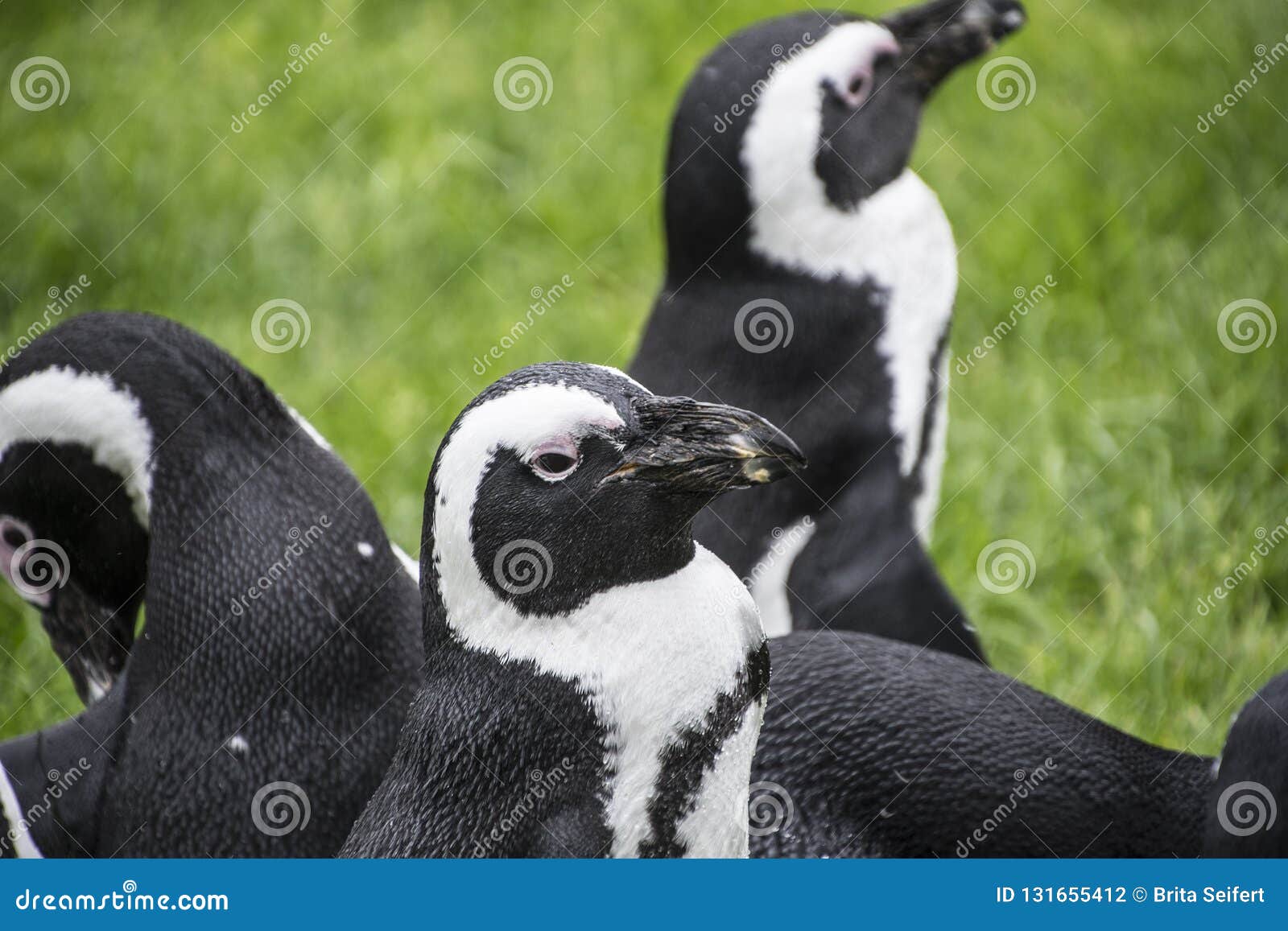 Διαταγή Sphenisciformes, οικογένεια Spheniscidae Penguins Magellan. Η διαταγή Sphenisciformes, οικογένεια Spheniscidae Penguins Magellan είναι μια ομάδα υδρόβιων, flightless πουλιών που ζει σχεδόν αποκλειστικά στο νότιο ημισφαίριο, ειδικά στην Ανταρκτική