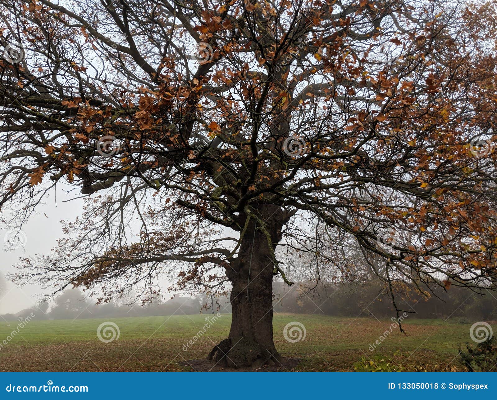 Δρύινο δέντρο φθινοπώρου με τα κόκκινα φύλλα. Φθινοπωρινό δρύινο δέντρο με τους γυμνούς κλάδους και τα κόκκινα φύλλα στο πάρκο μια misty ημέρα