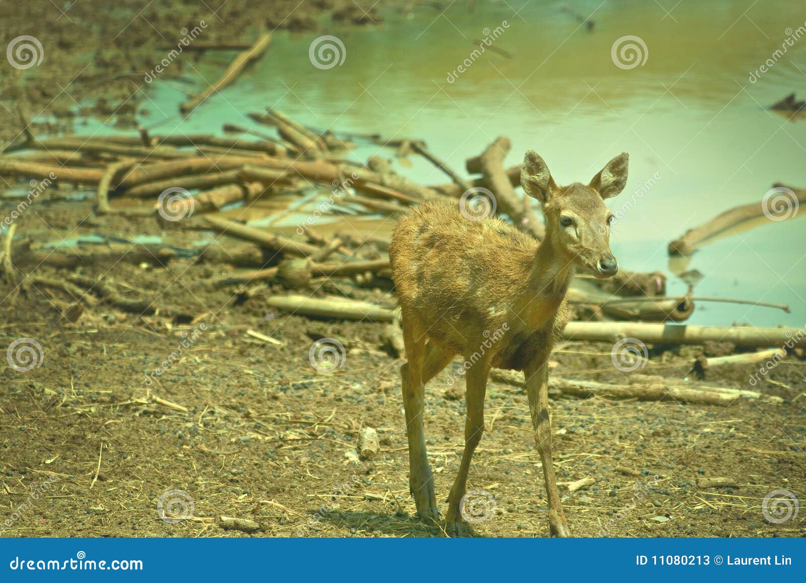 ελάφια bambi. καφετί περπάτημα ερήμων ελαφιών bambi