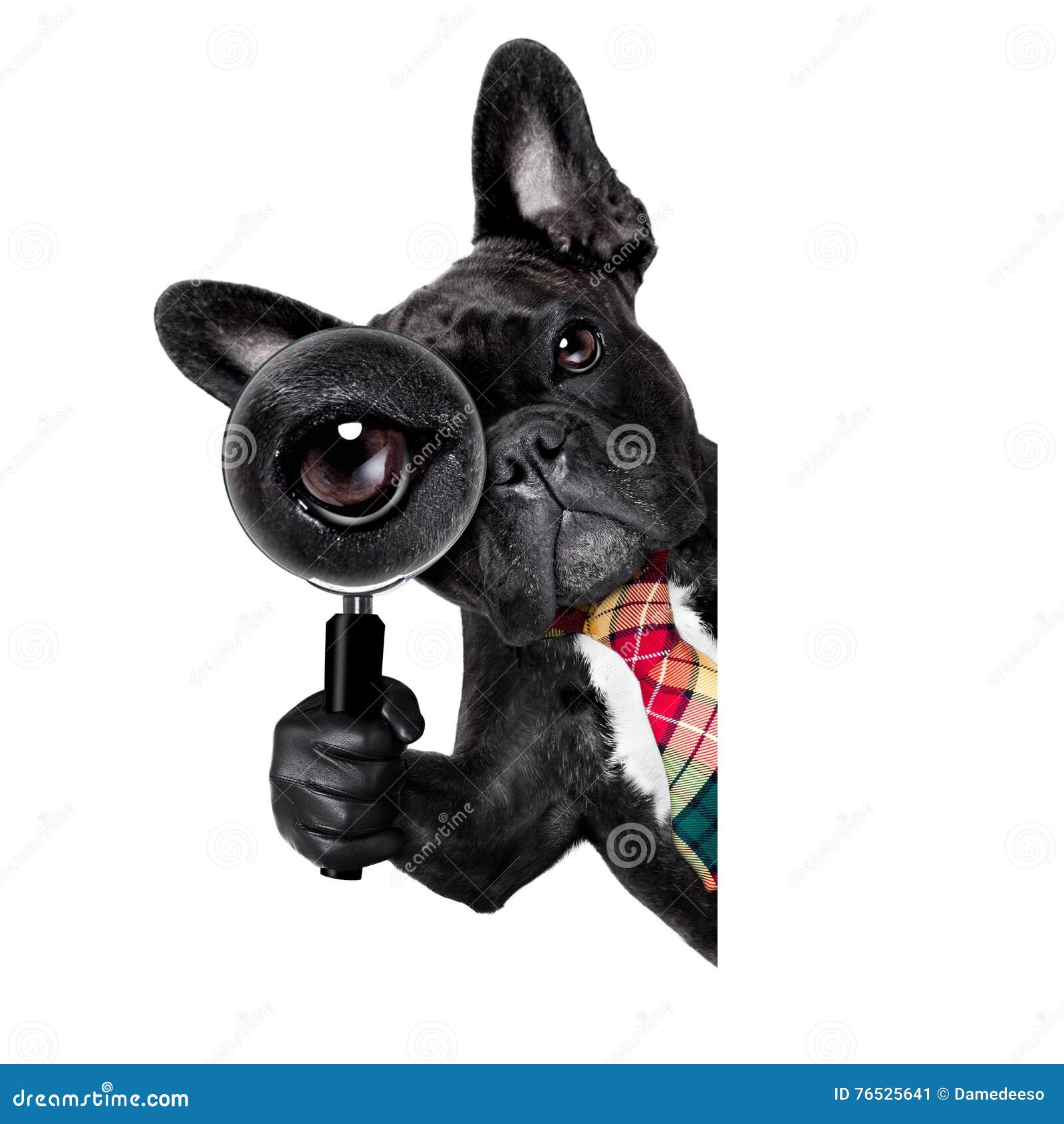 Ενίσχυση - σκυλί γυαλιού. Γαλλικό σκυλί μπουλντόγκ που ψάχνει και που βρίσκει ως κατάσκοπος με την ενίσχυση - γυαλί, που απομονώνεται στο άσπρο υπόβαθρο, πίσω από τον πίνακα αφισσών εμβλημάτων