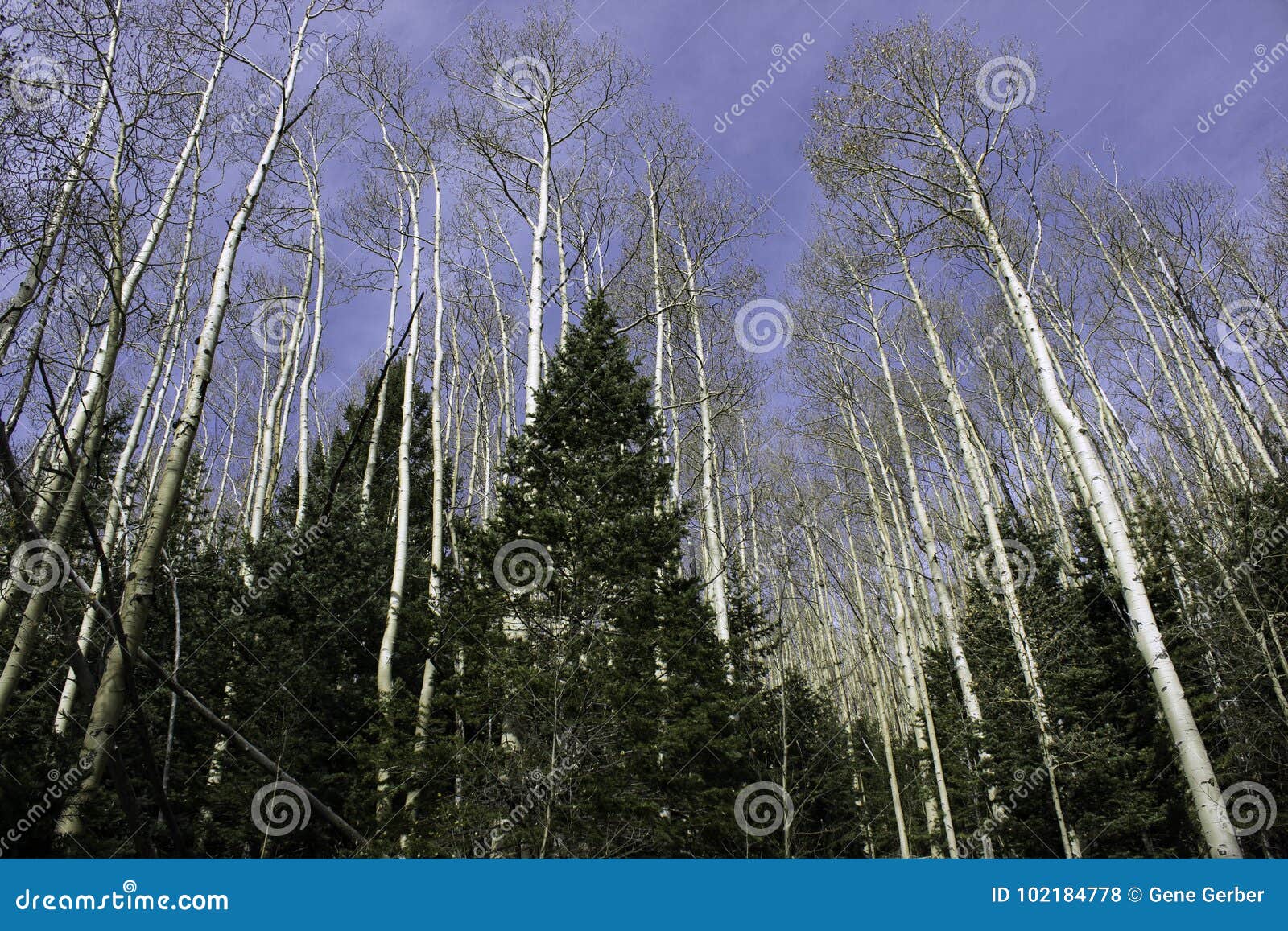 Εξαιρετικά ψηλό Aspens. Τα εξαιρετικά ψηλά aspens ανέρχονται στον ουρανό και πέρα, καλά πέρα από τις κορυφές των δέντρων πεύκων