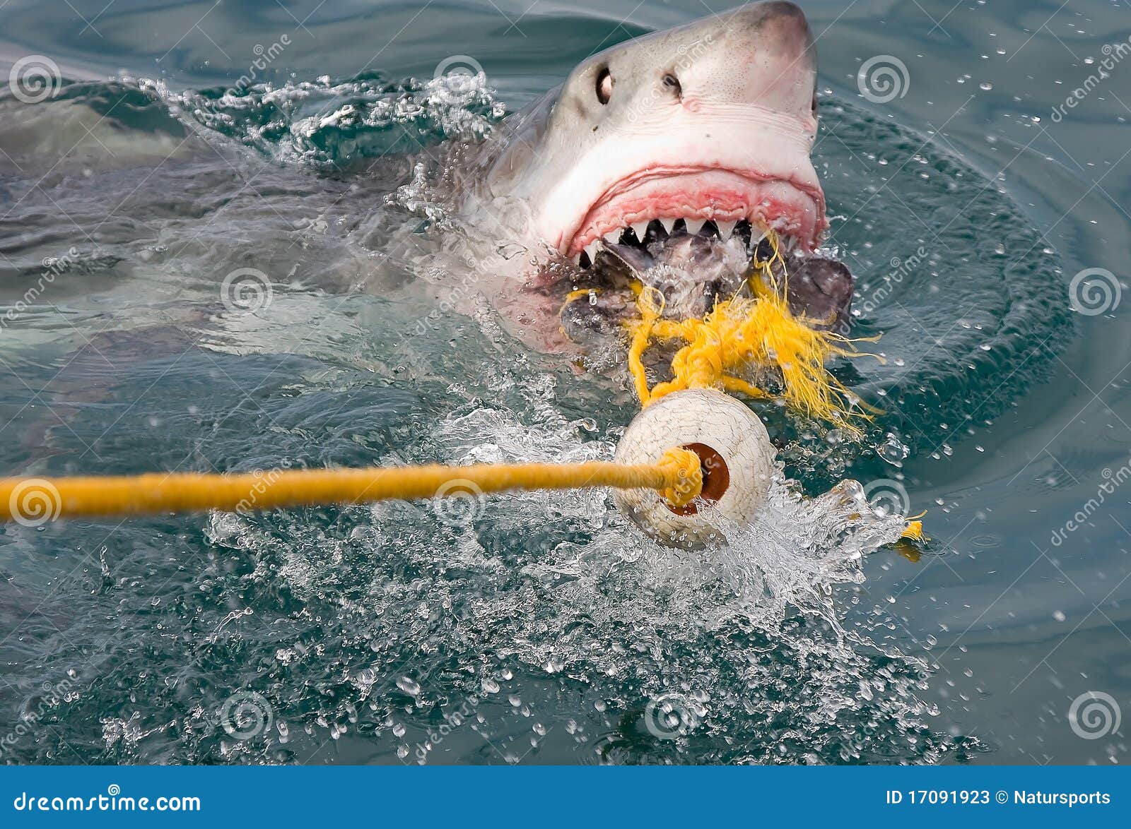 επιτεθείτε στον καρχαρί&a. επιτεθείτε στο λευκό καρχαριών carcharias carcharodon