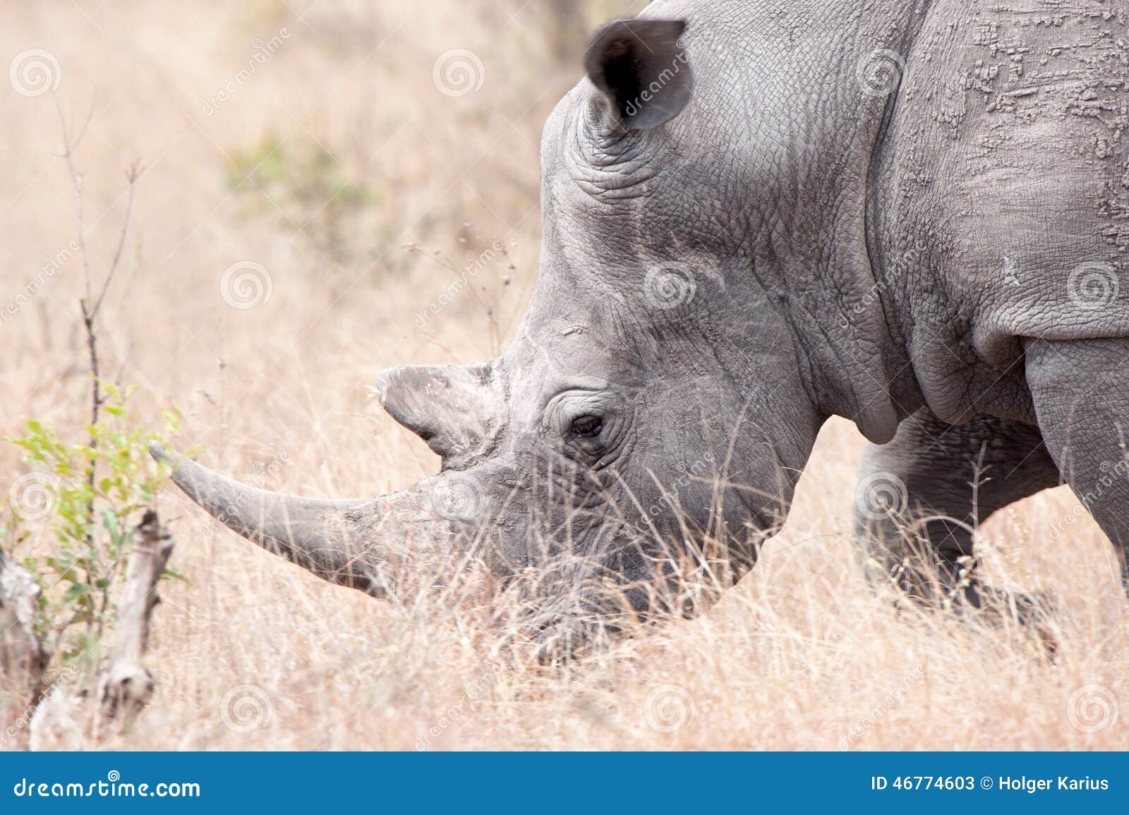 λευκό simum ρινοκέρων ceratotherium. Ο άσπρος ρινόκερος ή ο τετραγωνικός-χειλικός ρινόκερος (simum Ceratotherium) είναι ένα από τα πέντε είδη ρινοκέρου που υπάρχουν ακόμα και είναι ένα από τα λίγα είδη megafauna που αφήνονται (επιφύλαξη παιχνιδιού Hluhluwe, Νότια Αφρική)