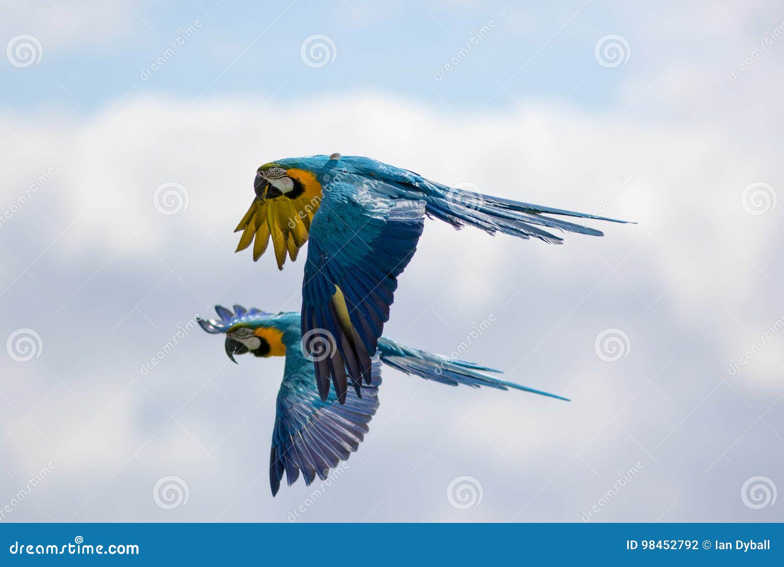 Ζευγάρι του μπλε και κίτρινου ή χρυσού macaws ararauna Ara κατά την πτήση Άγριο πέταγμα παπαγάλων Τροπικός νότος - αμερικανική άγρια φύση