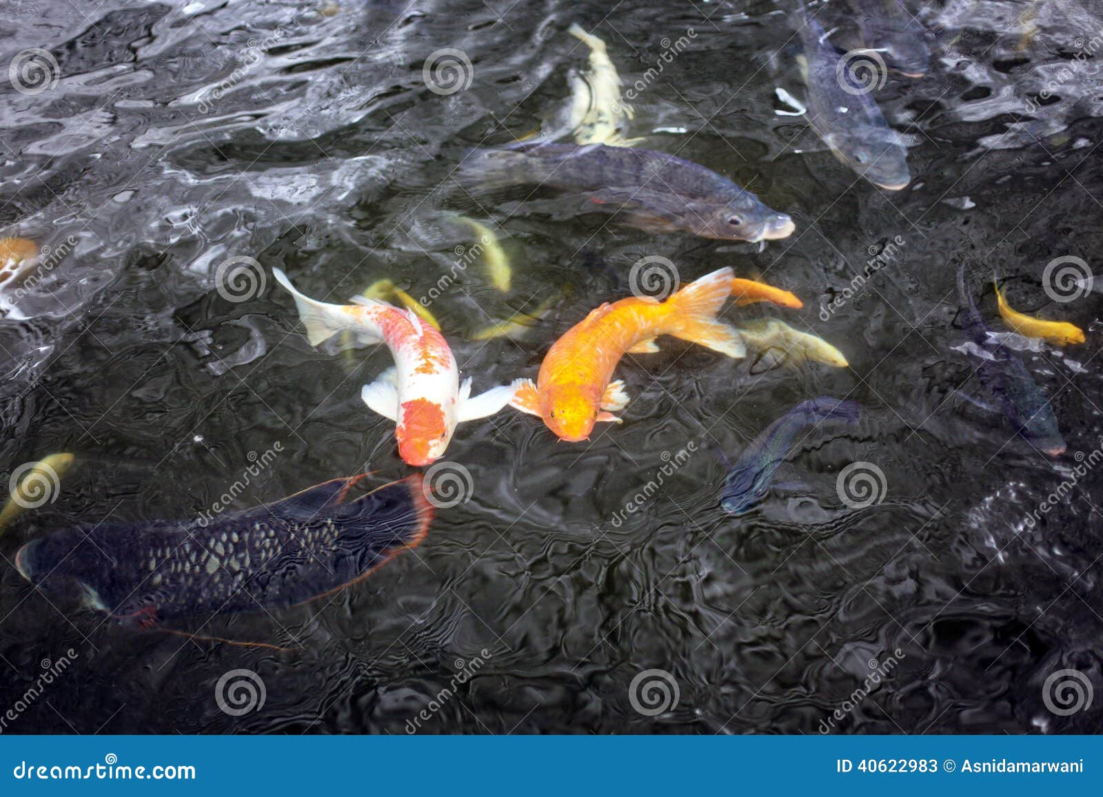 ζεύγος των ψαριών koi που κολυμπούν στη λίμνη