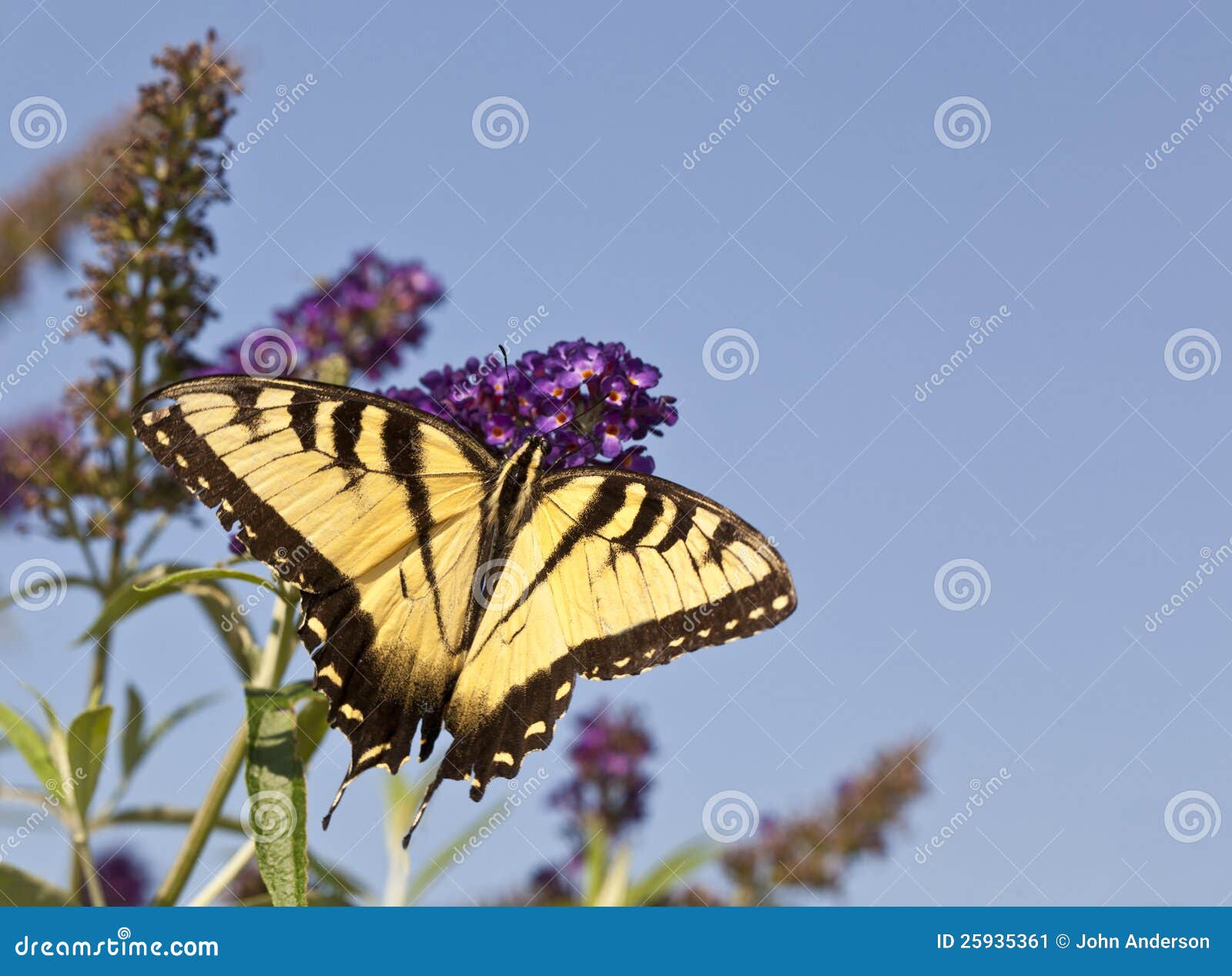Η two-tailed τίγρη Swallowtail, πεταλούδα multicaudata Papilio στο Σέντραλ Παρκ τον Αύγουστο