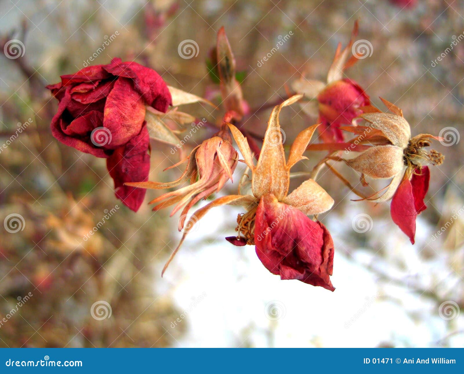 θάνατος νωρίς. σκοτωμένα παγετός τριαντάφυλλα