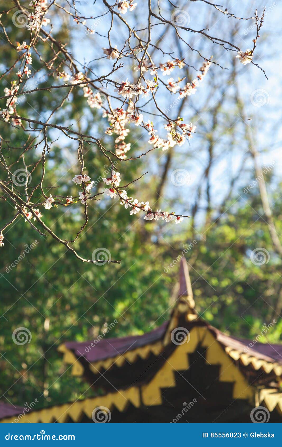 Κλάδοι των ανθών κερασιών στο κλίμα του gazebo στεγών. Οι κλάδοι του κερασιού με τα άσπρα λουλούδια σε ένα υπόβαθρο μιας στέγης χάρασαν τη σαφή θερινή ημέρα gazebos