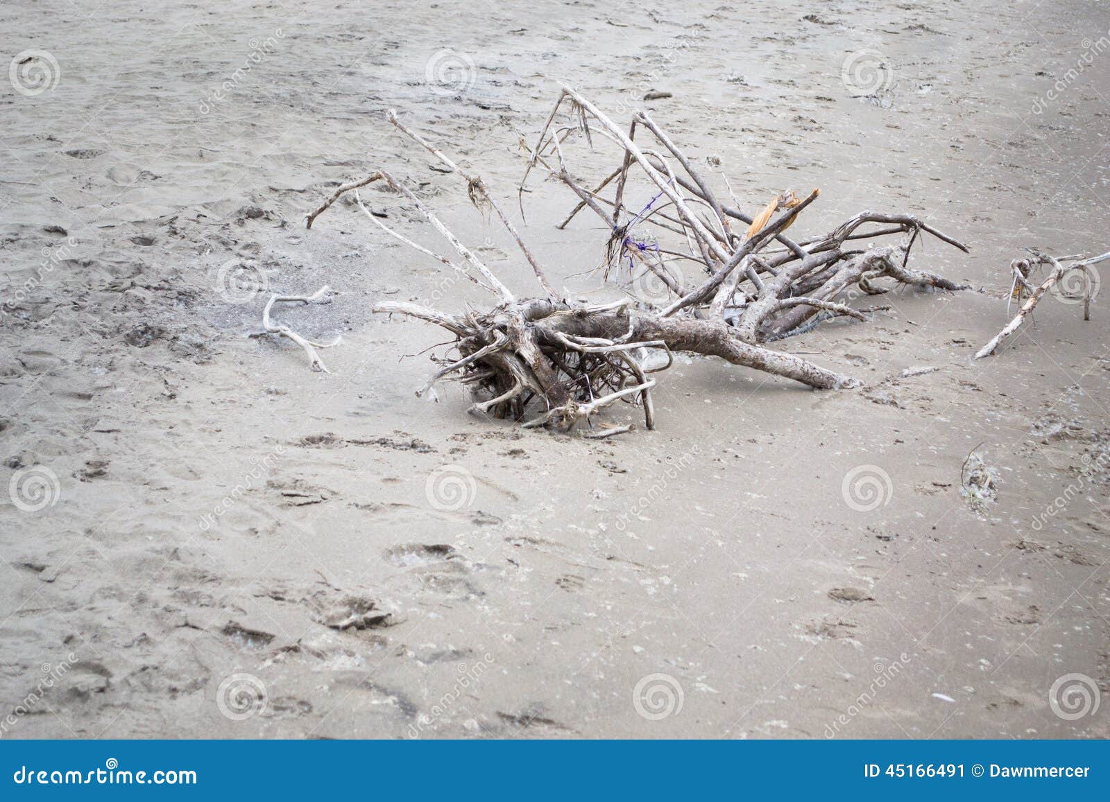 Κλαδιά και κλάδοι δέντρων στην άμμο. Η φωτογραφία των κλαδιών και των κλάδων δέντρων έπλυνε επάνω στην ξηρά στην αμμώδη παραλία Φωτογραφία που λαμβάνεται στη μακριά παραλία σημείου, Οντάριο Καναδάς