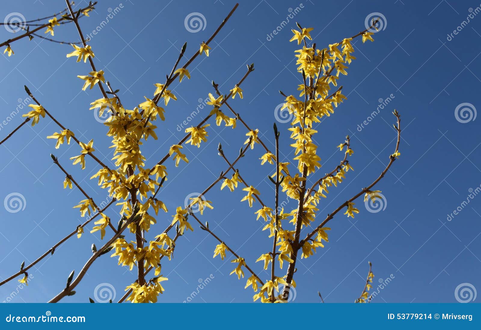 Κίτρινο forthysia λουλουδιών. Κλάδος των φωτεινών κίτρινων λουλουδιών forthysia σε ένα μπλε υπόβαθρο