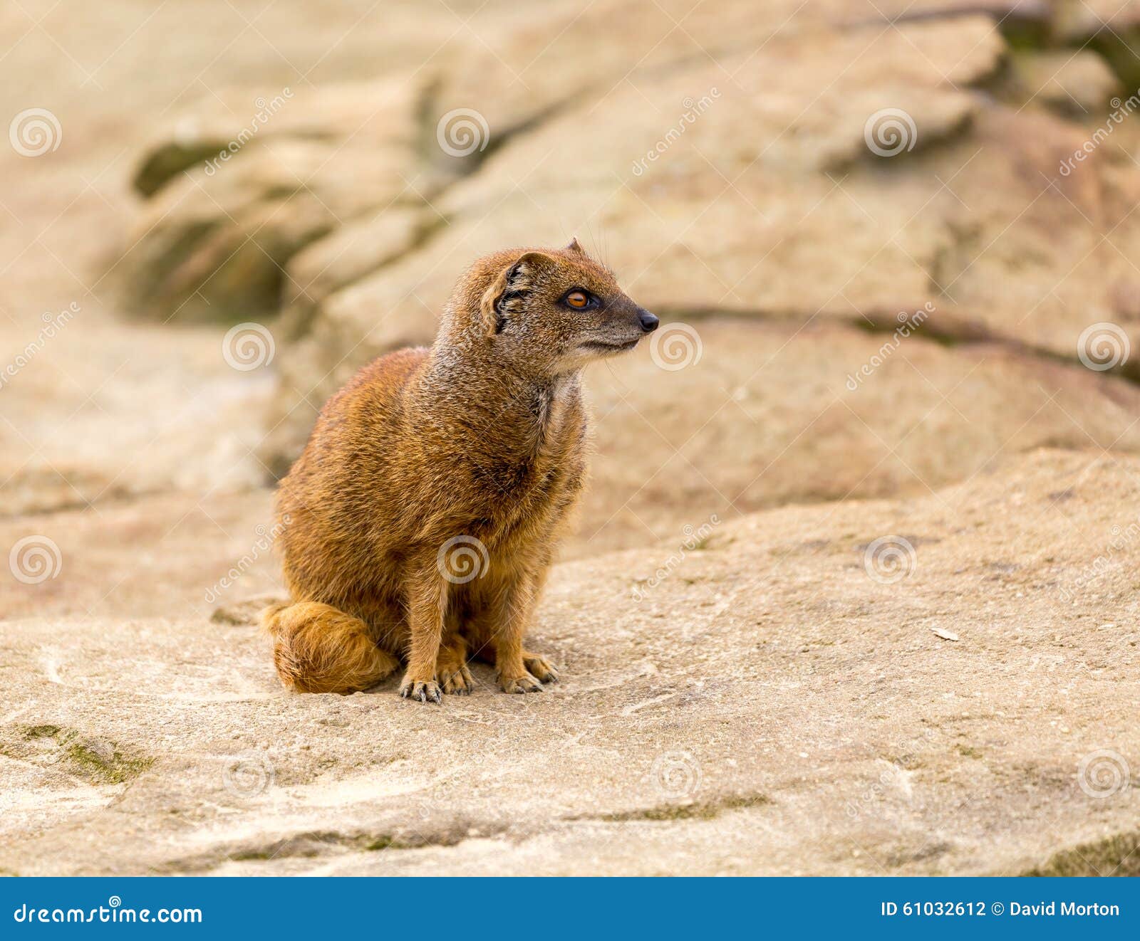 Κίτρινο mongoose σε ένα αιχμάλωτο περιβάλλον περιφράξεων