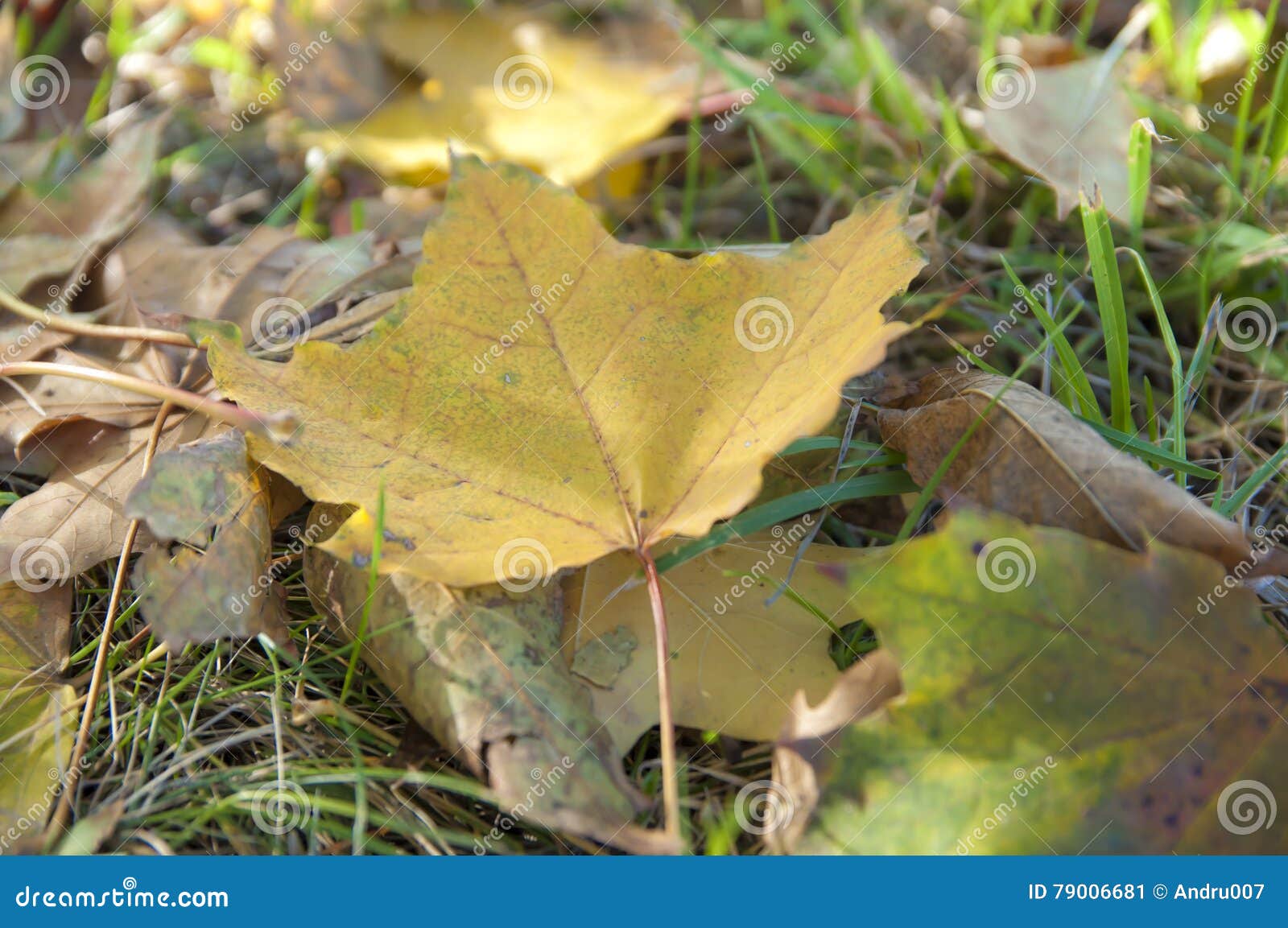 Κίτρινο φύλλο φθινοπώρου που βρίσκεται στη χλόη