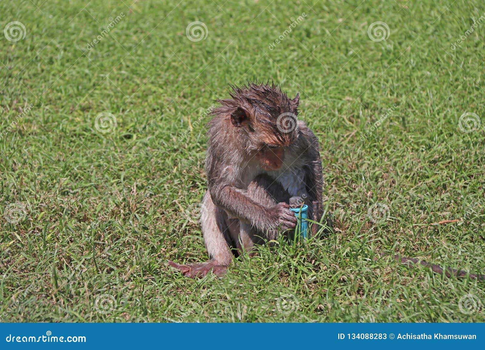 Καβούρι-τρώγοντας τον πίθηκο Macaque προσπαθήστε να πιείτε από τον υδροσωλήνα PVC greensward