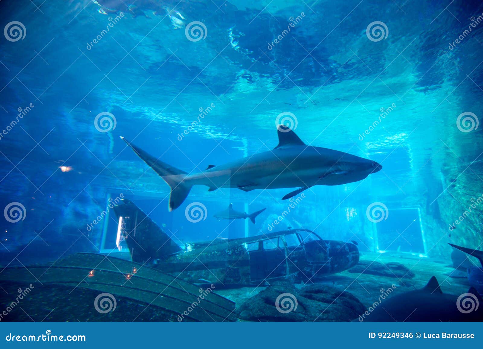 Καρχαρίας κλωστών στο ενυδρείο. Κλείστε επάνω την άποψη των καρχαριών κλωστών, που κολυμπούν μέσω ενός ενυδρείου κόσμος θάλασσας uShaka το πέμπτο - μεγαλύτερο ενυδρείο στον κόσμο