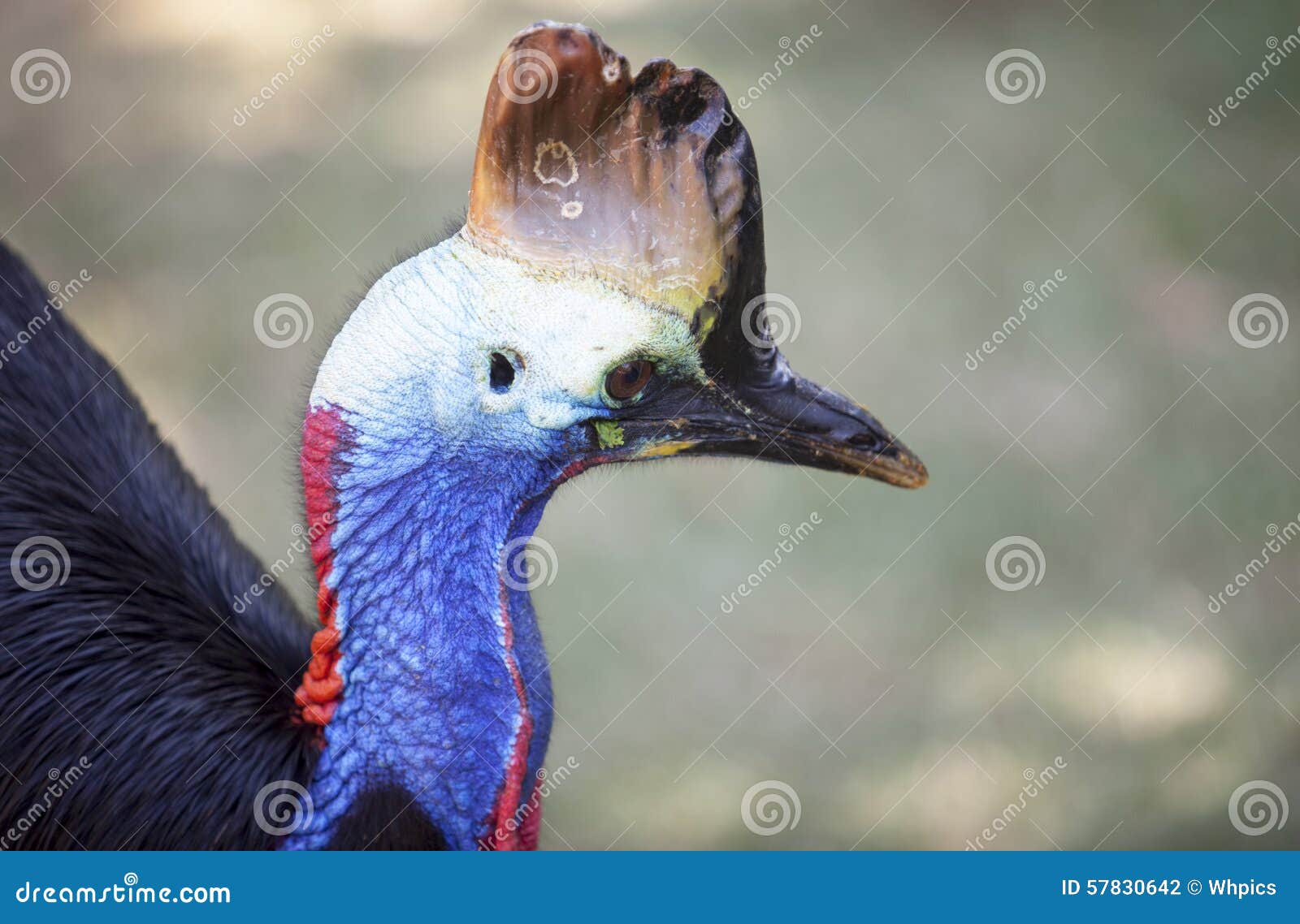 κασουάριο. Πορτρέτο casuarius κασουαρίων ή casuarius