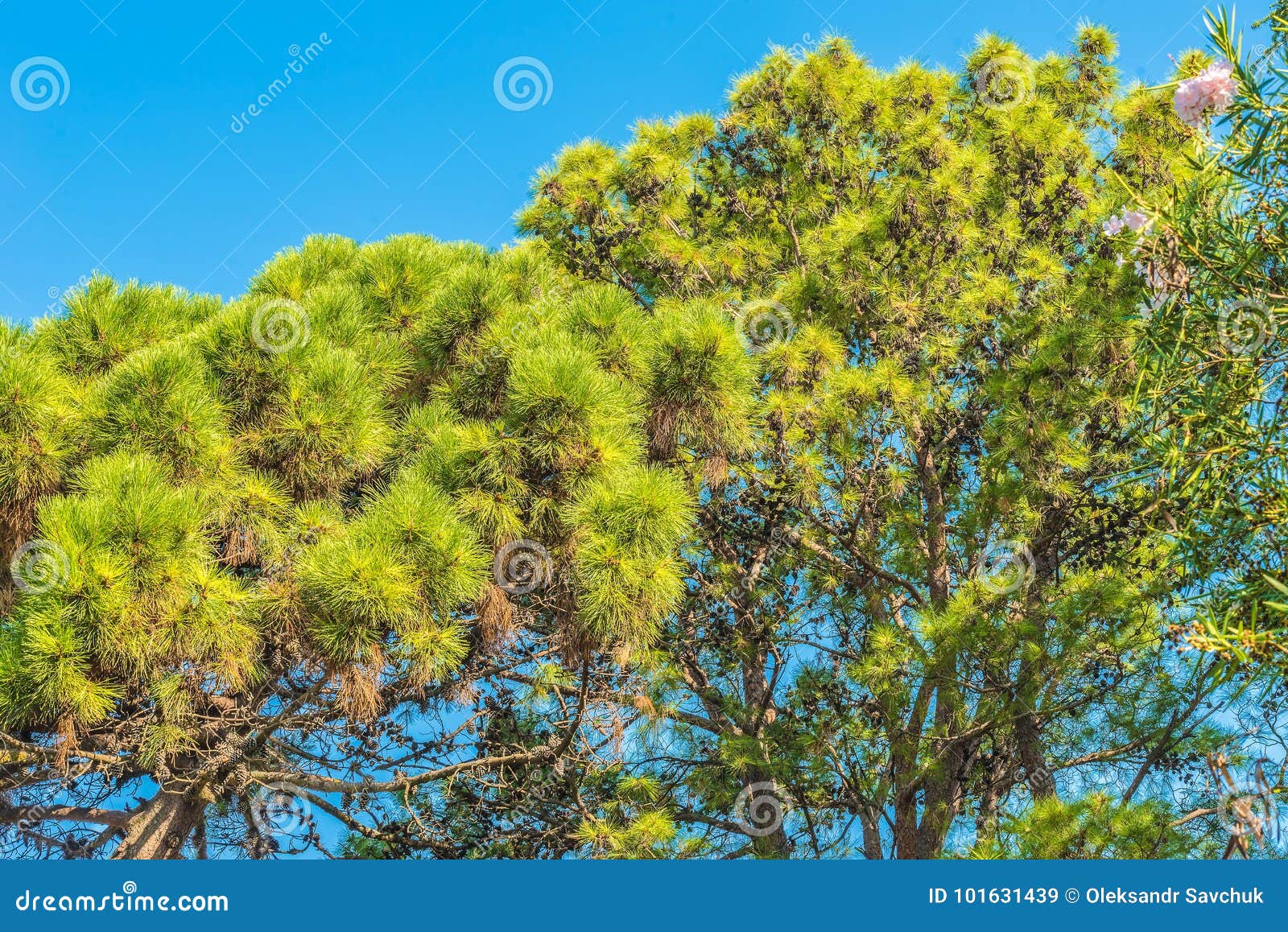 Κλάδοι των δέντρων πεύκων στο Μαυροβούνιο κοντά στη θάλασσα. Αυτή η εικόνα λήφθηκε στο Μαυροβούνιο