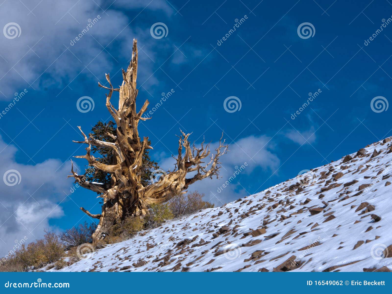 κλίση πεύκων bristlecone. αρχαίος επάνω στις στάσεις πεύκων βουνών Καλιφόρνιας bristlecone που στρίβονται