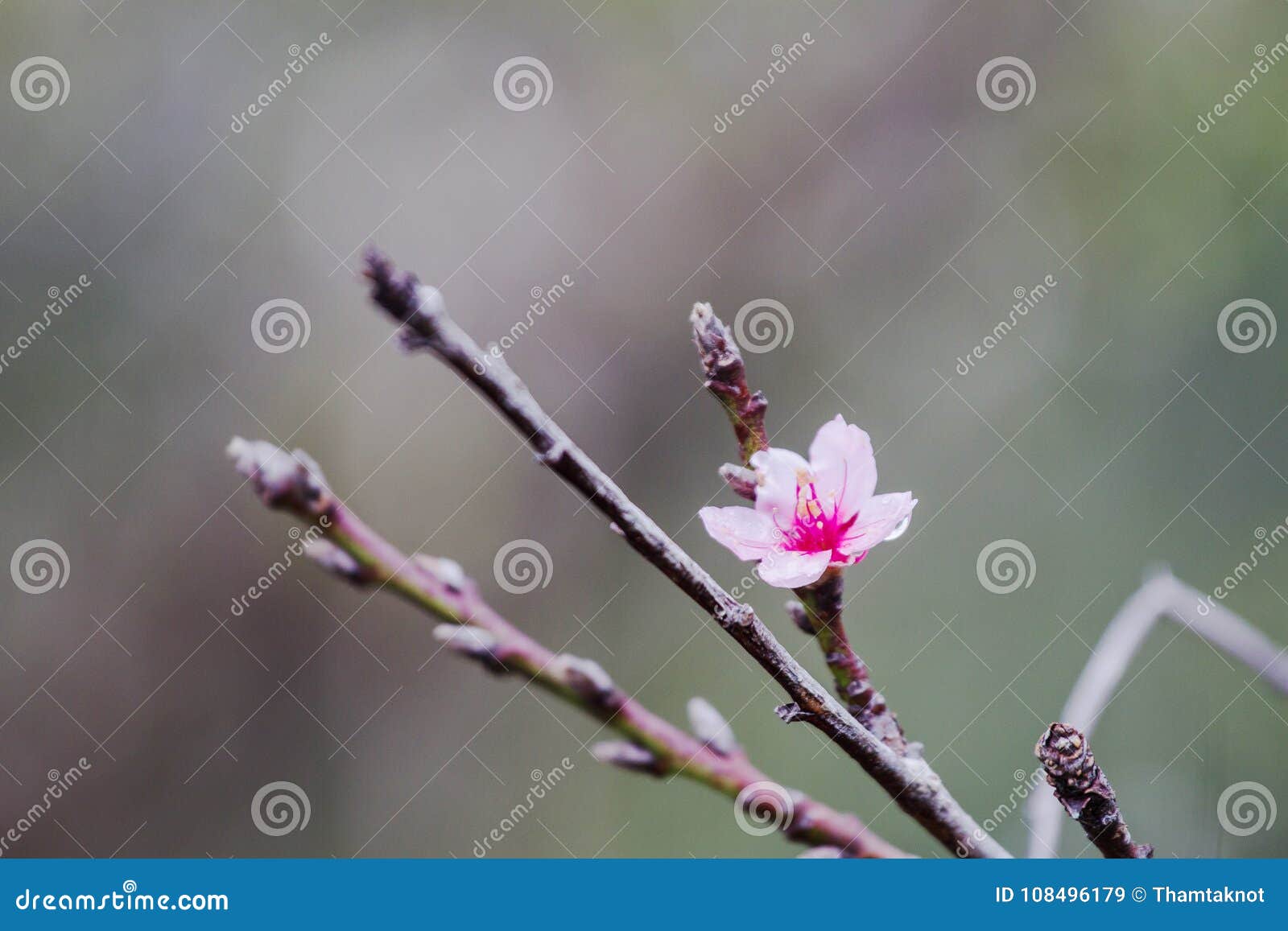 Κλείστε επάνω την άνθιση λουλουδιών Prunus cerasoides είναι πλήρης του κρύου βουνού ως υπόβαθρο. Το Prunus cerasoides, όταν έρχεται ο χειμώνας, αυτό έχει ανθίσει στο υπόβαθρο λουλουδιών