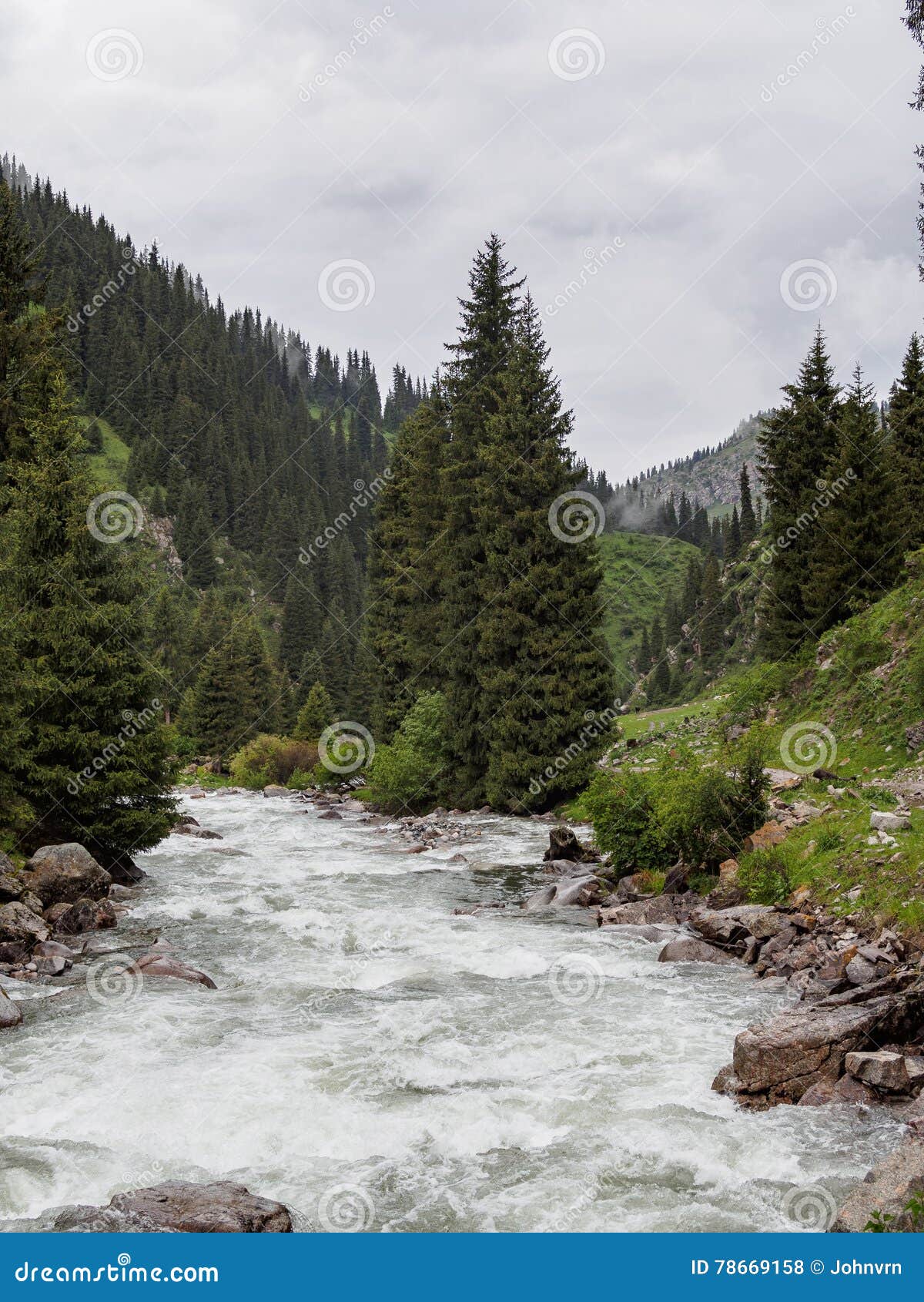 Κοιλάδα βουνών που καλύπτεται με τα δέντρα πεύκων, θυελλώδης ποταμός βουνών Ποταμός κοιλάδων Arashan, Τιέν Σαν, Κιργιστάν