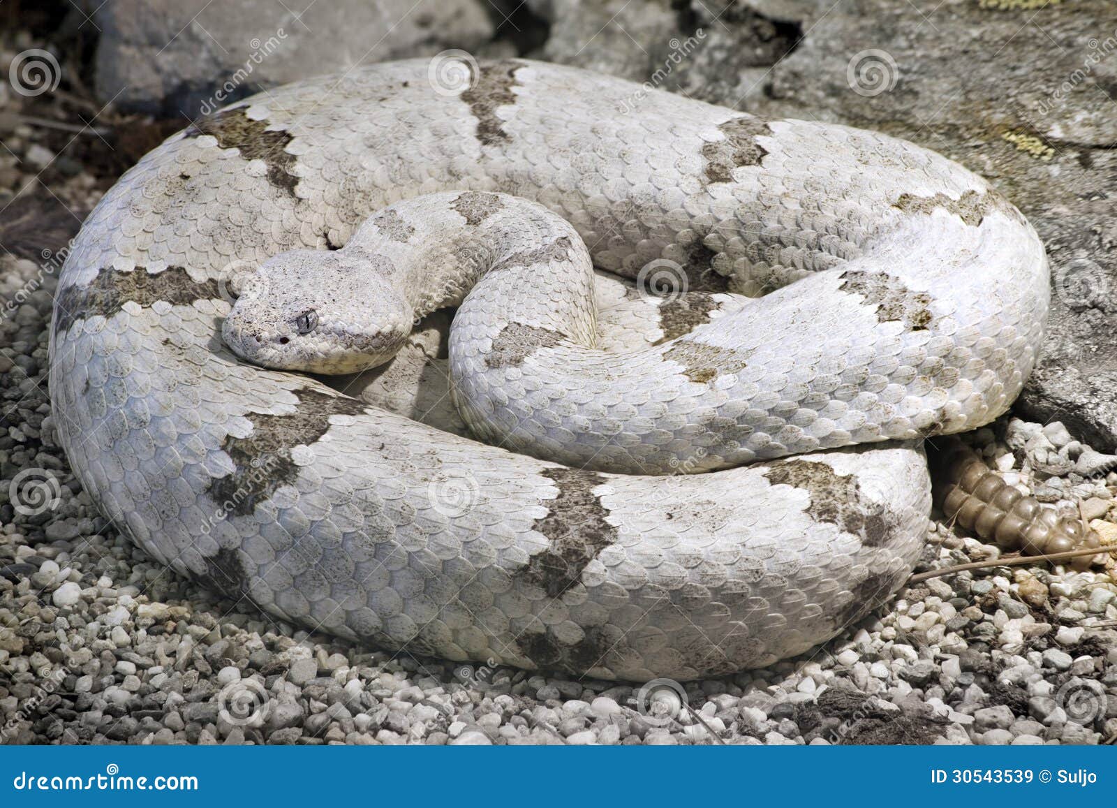 Κροταλίας βράχου Tamaulipan, Crotalus Lepidus Morulus