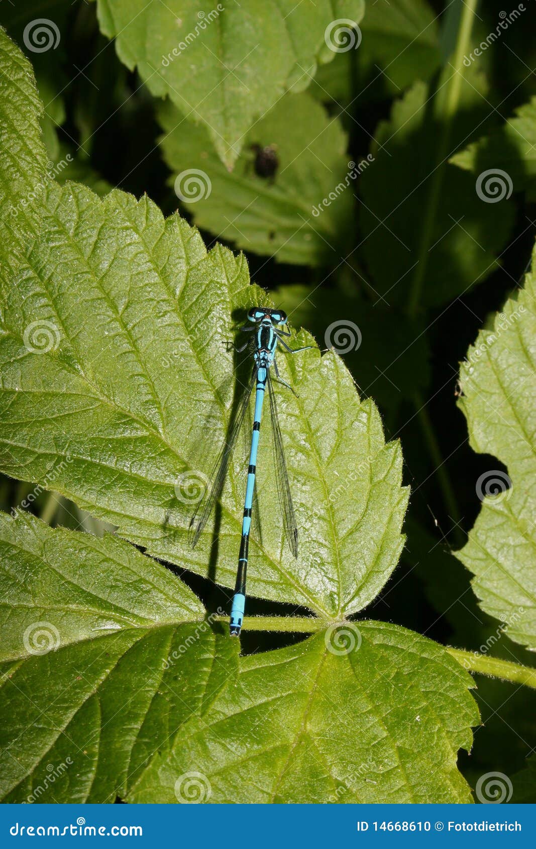 κυανό puella damselfly coenagrion. κυανό puella φύλλων damselfly coenagrion