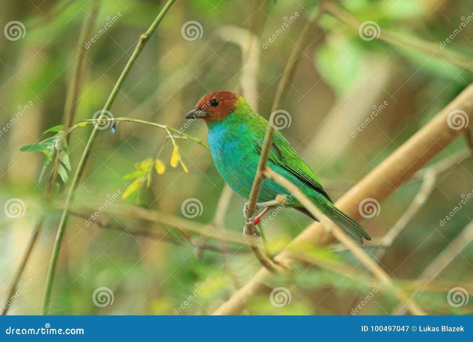 Κόλπος-διευθυνμένος tanager. Κόλπος-διευθυνμένη tanager συνεδρίαση στον κλάδο