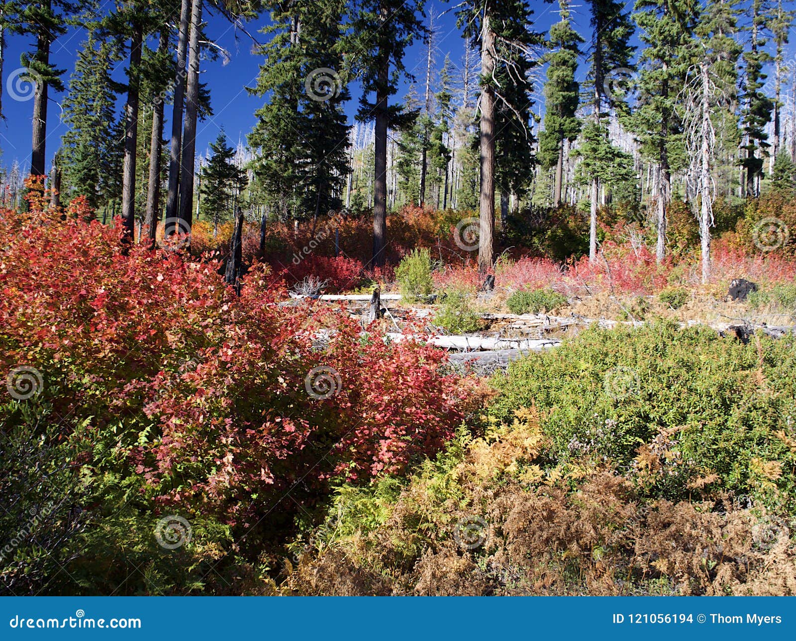 Λαμπρά χρώματα πτώσης στα δάση. Φύλλα στα χρώματα πτώσης κόκκινος τους, πορτοκαλής και κίτρινος στους θάμνους που καλύπτουν το δασικό πάτωμα του δυτικού Όρεγκον μια ηλιόλουστη ημέρα